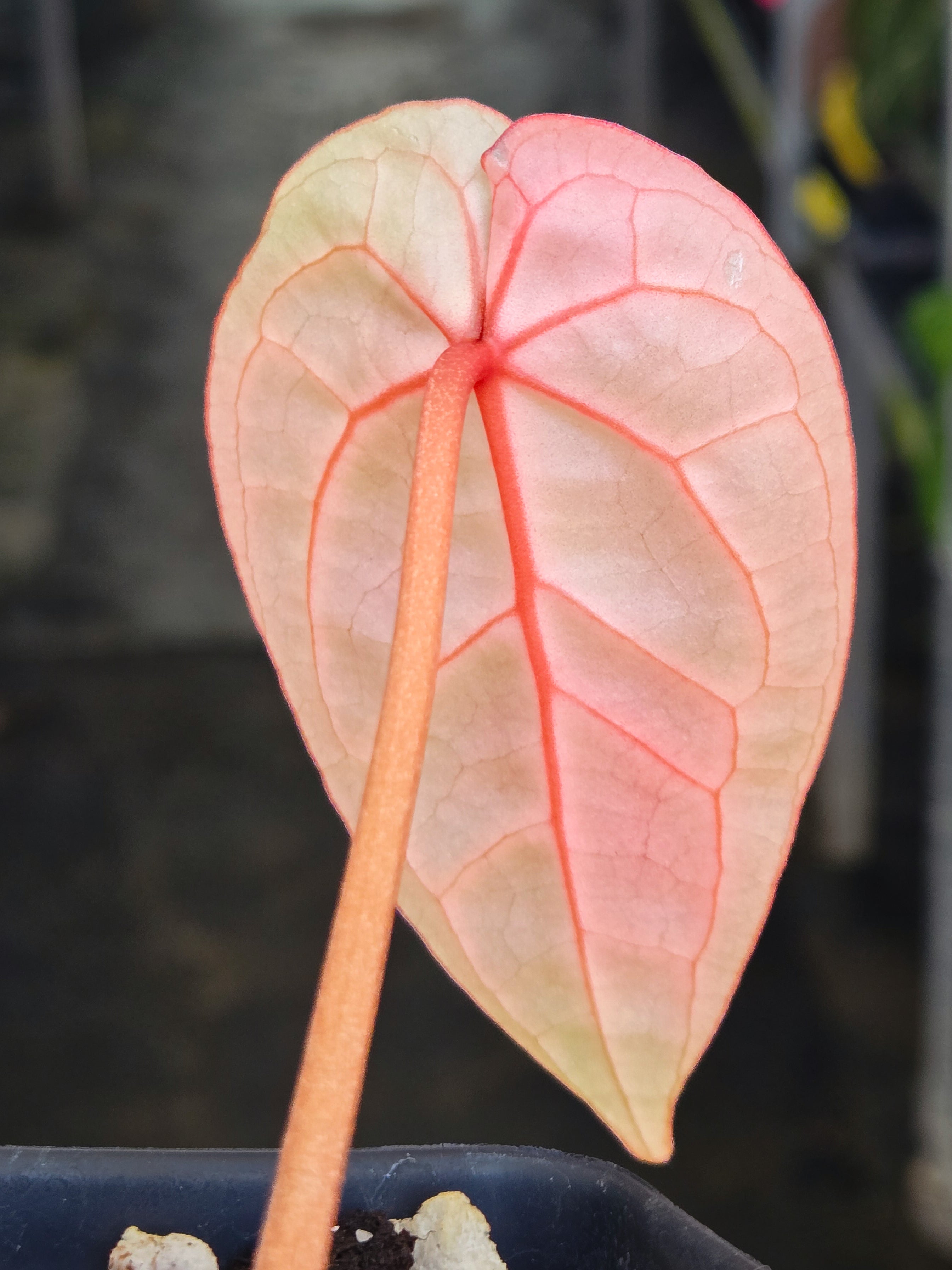 Anthurium 'SKG Red Crystal' (CS21)
