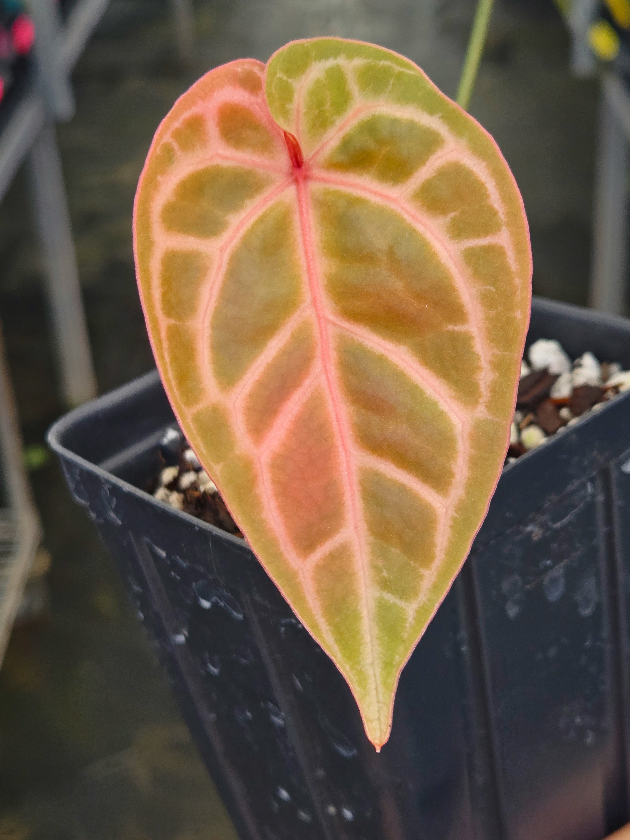 Anthurium 'SKG Red Crystal' (CS21)