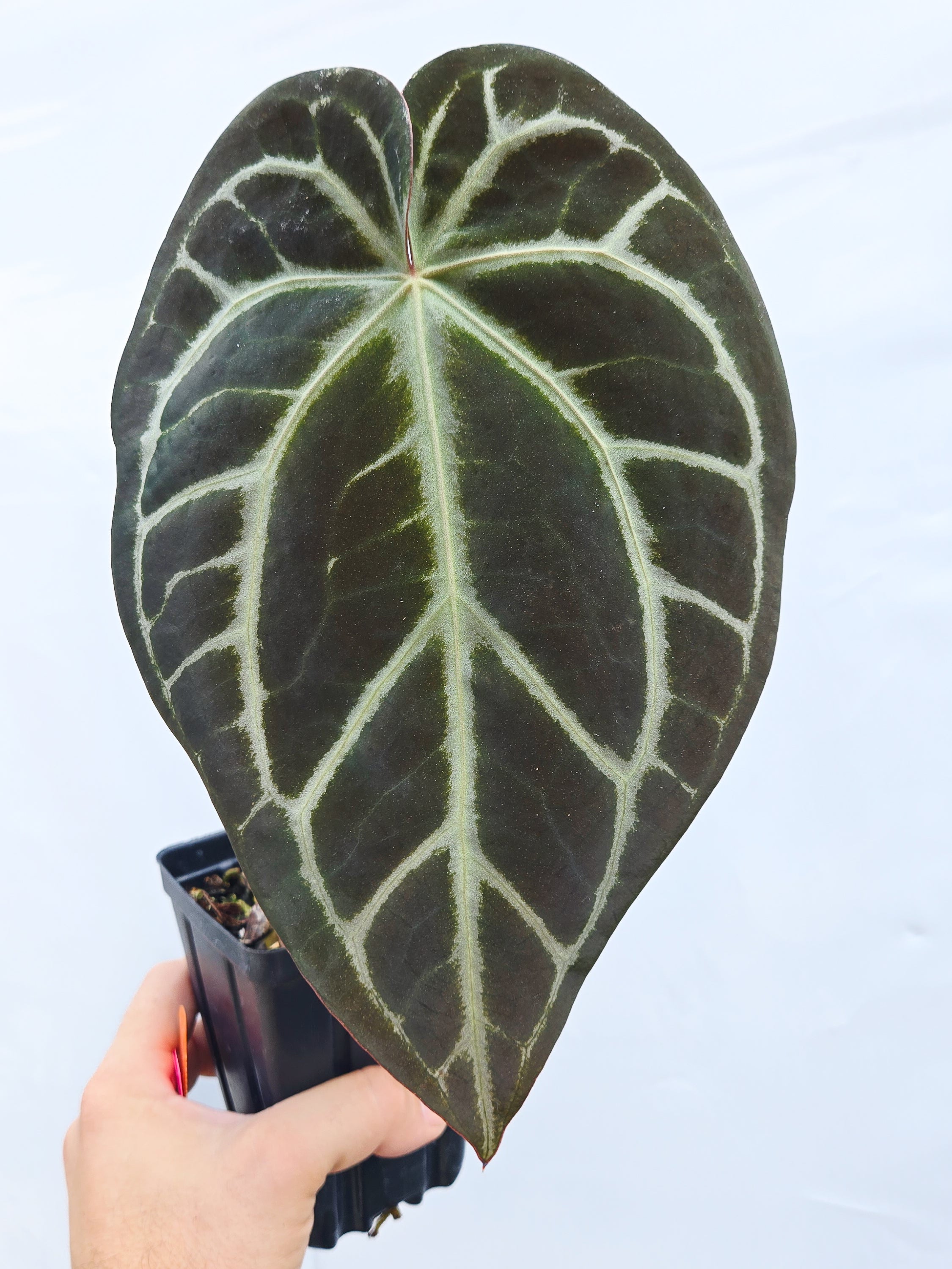 Anthurium 'Swampmannii Dark' x 'SKG Grey' (CS22)