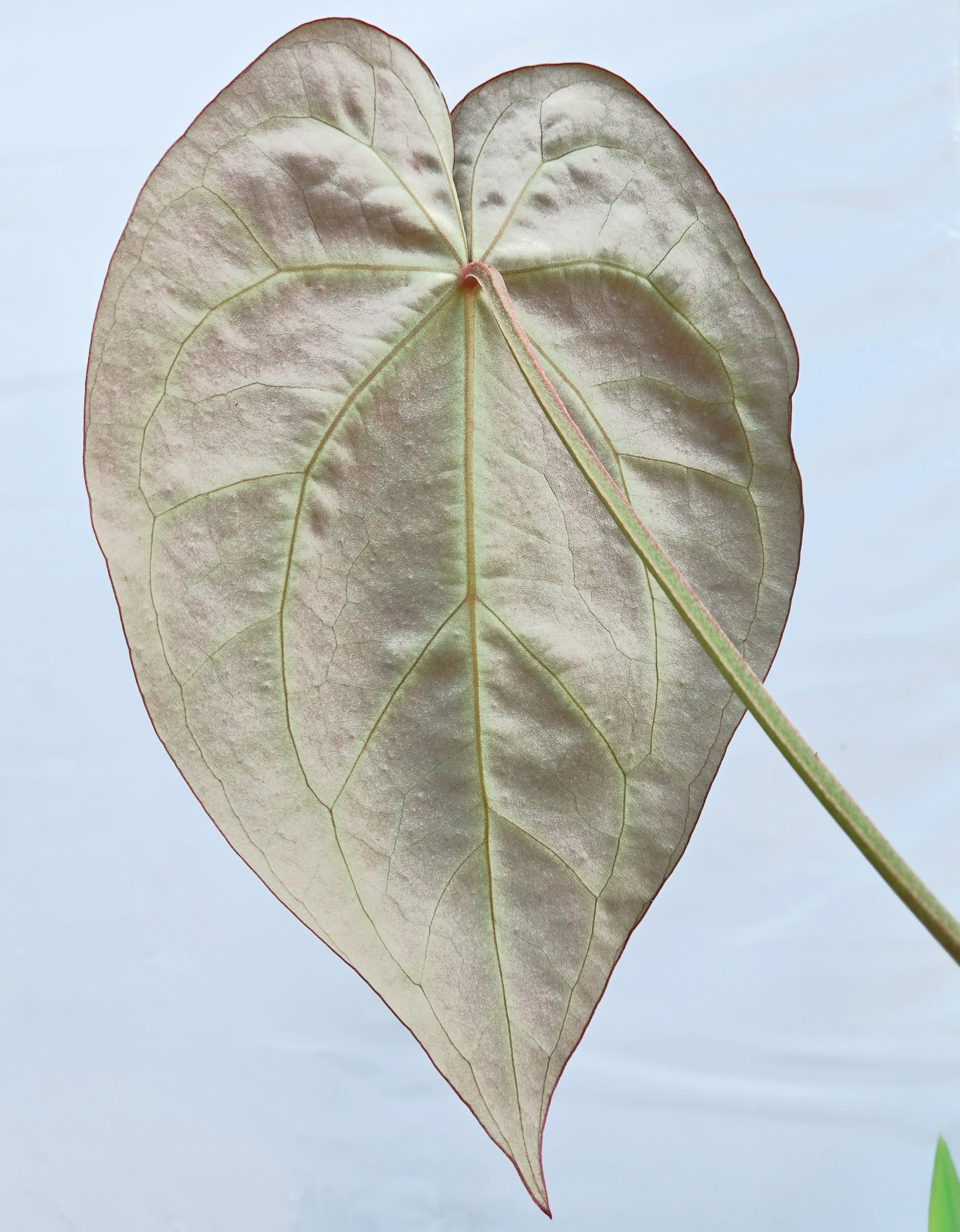 Anthurium 'Swampmannii Dark' x 'SKG Grey' (CS22)