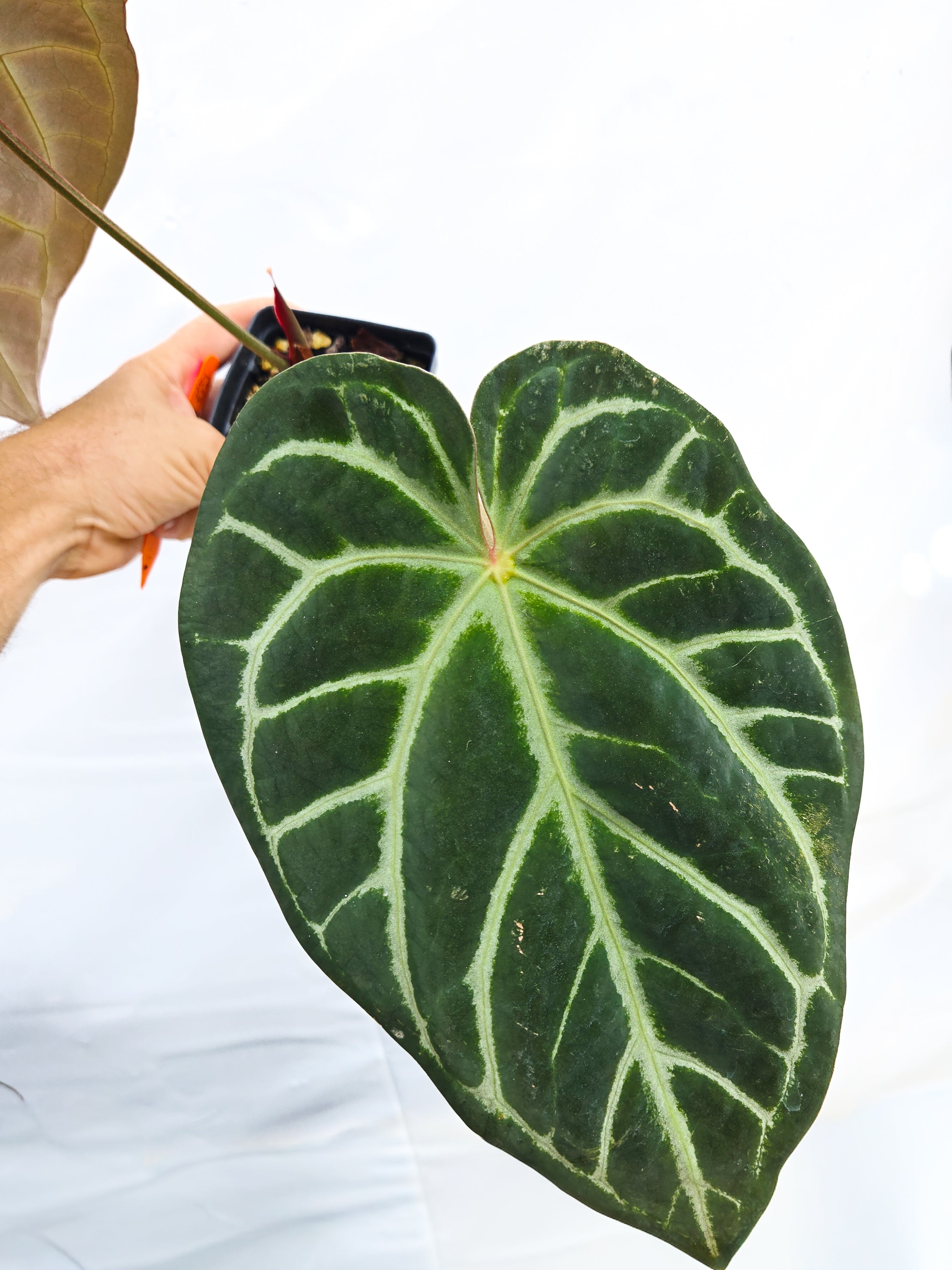 Anthurium 'Swampmannii Dark' x 'SKG Grey' (CS22)