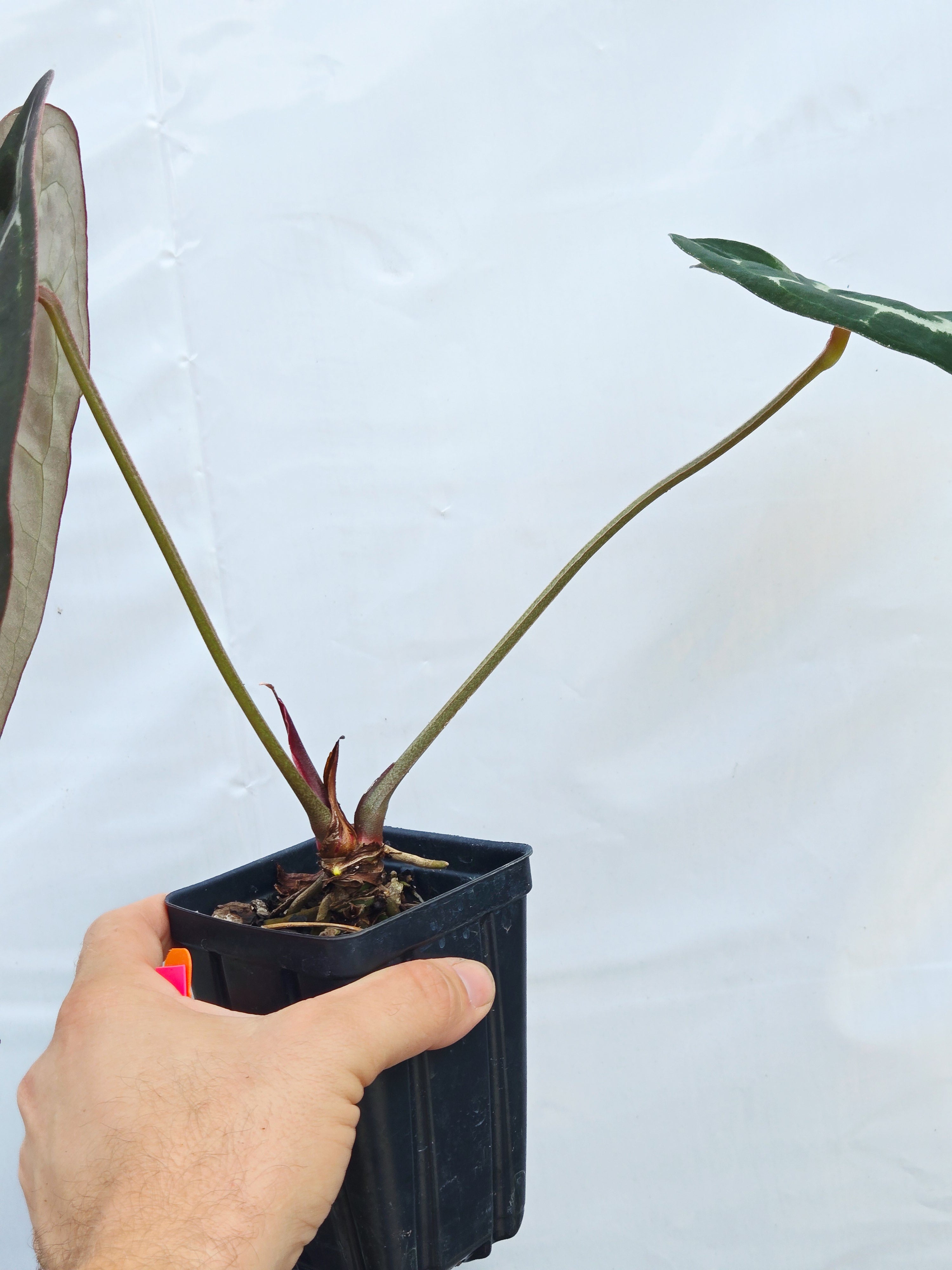 Anthurium 'Swampmannii Dark' x 'SKG Grey' (CS22)