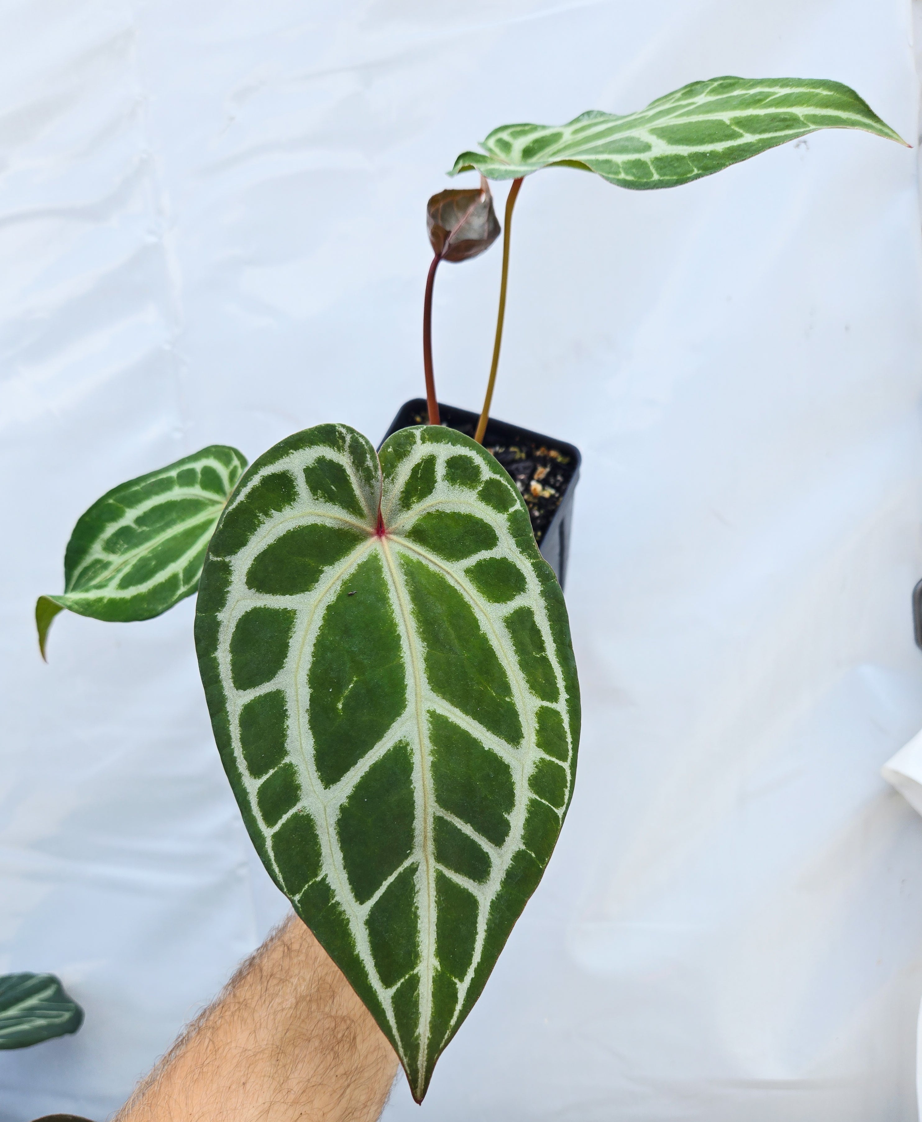 Anthurium ('Tim Anderson Crystal Mag' /'Tims Black') x 'Doc Block Purple F2' (CS23)