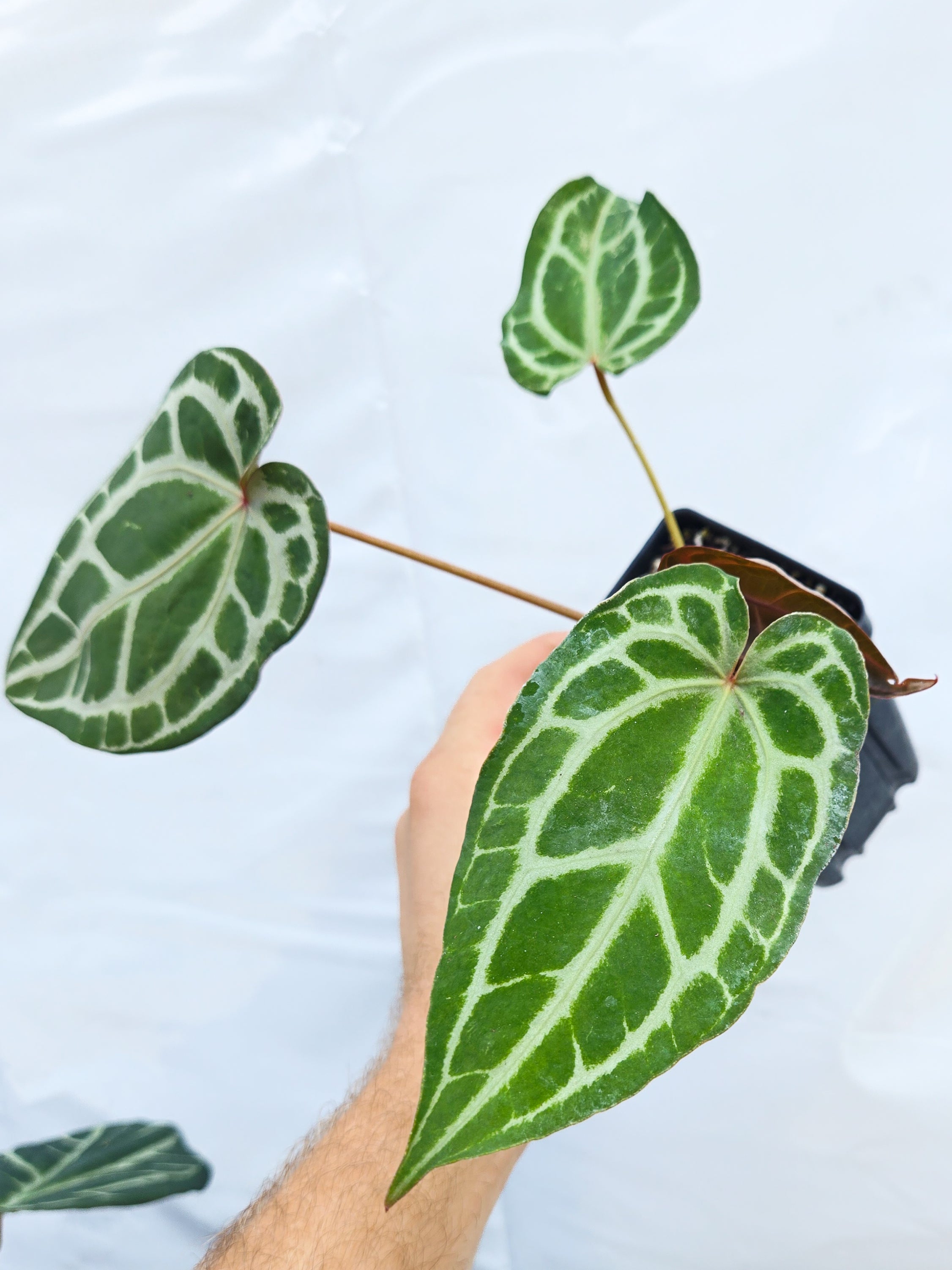Anthurium ('Tim Anderson Crystal Mag' /'Tims Black') x 'Doc Block Purple F2' (CS23)