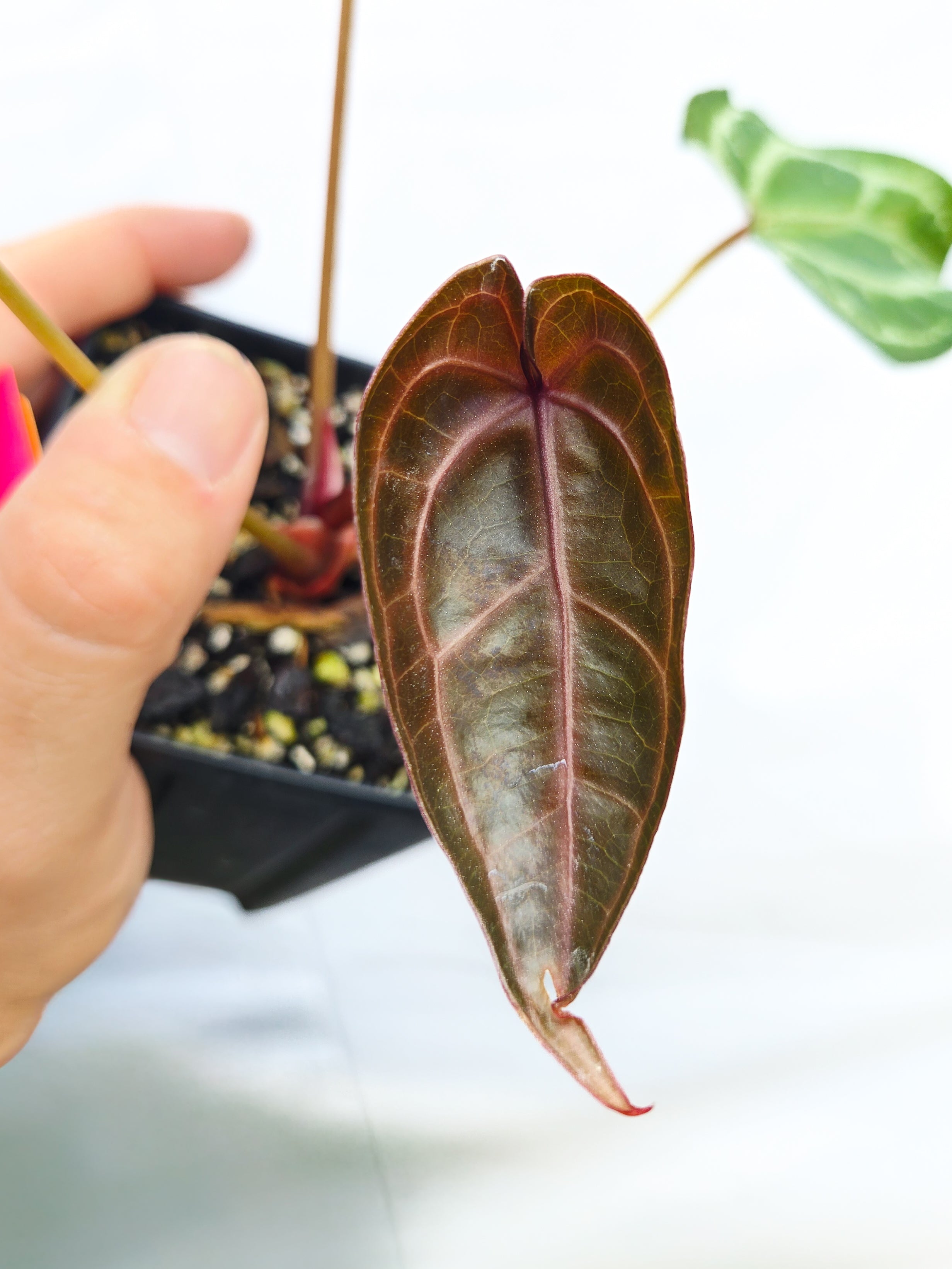 Anthurium ('Tim Anderson Crystal Mag' /'Tims Black') x 'Doc Block Purple F2' (CS23)