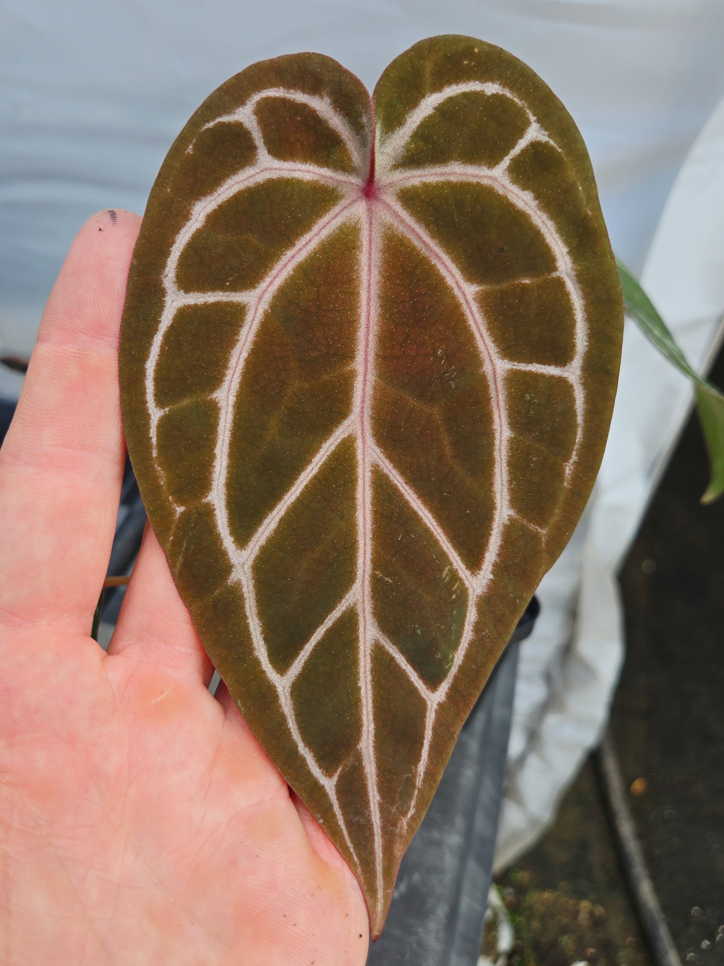 Anthurium 'Swampmannii Long' x 'Doc Block Purple F2' (CS24)