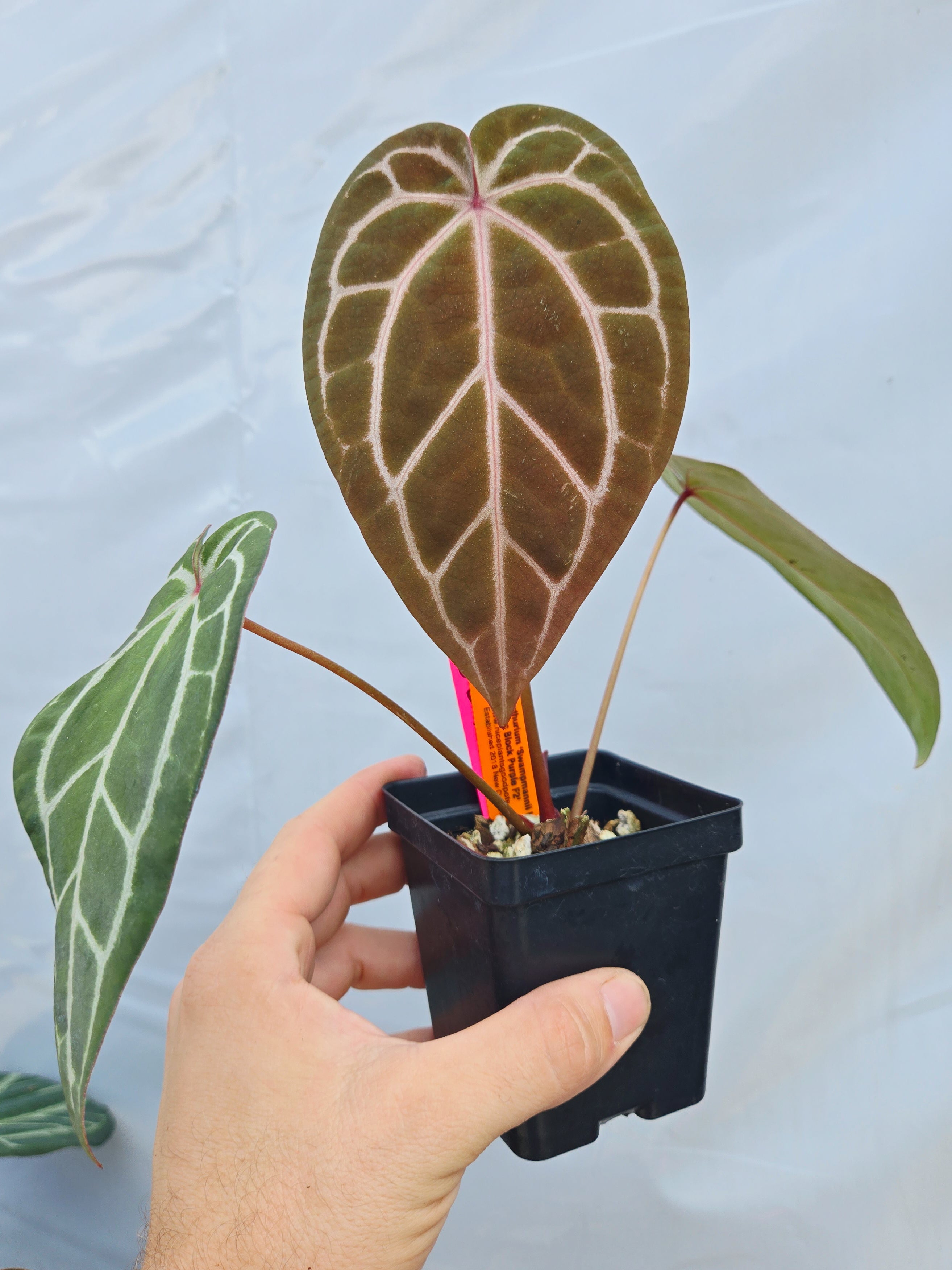 Anthurium 'Swampmannii Long' x 'Doc Block Purple F2' (CS24)