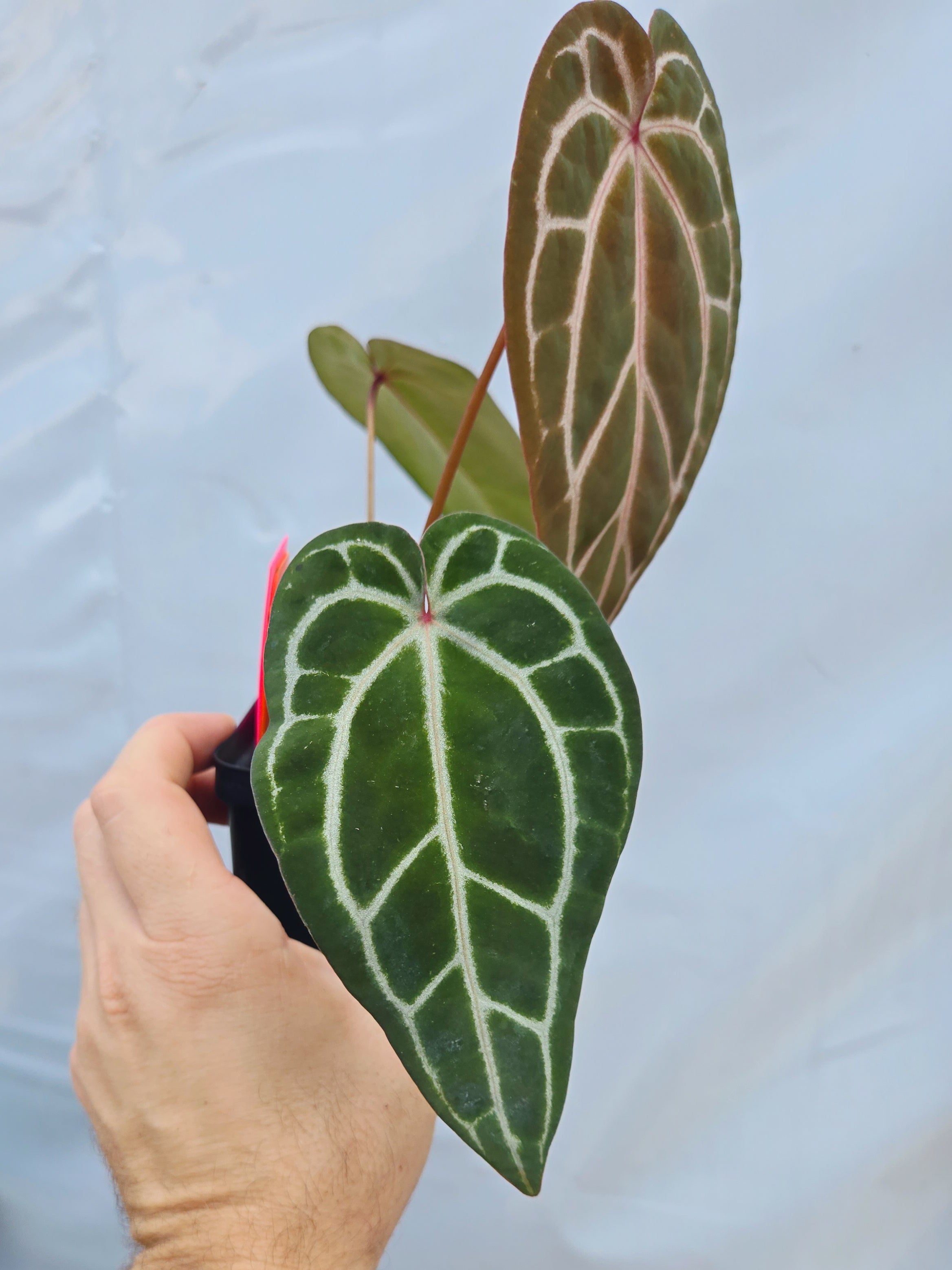 Anthurium 'Swampmannii Long' x 'Doc Block Purple F2' (CS24)