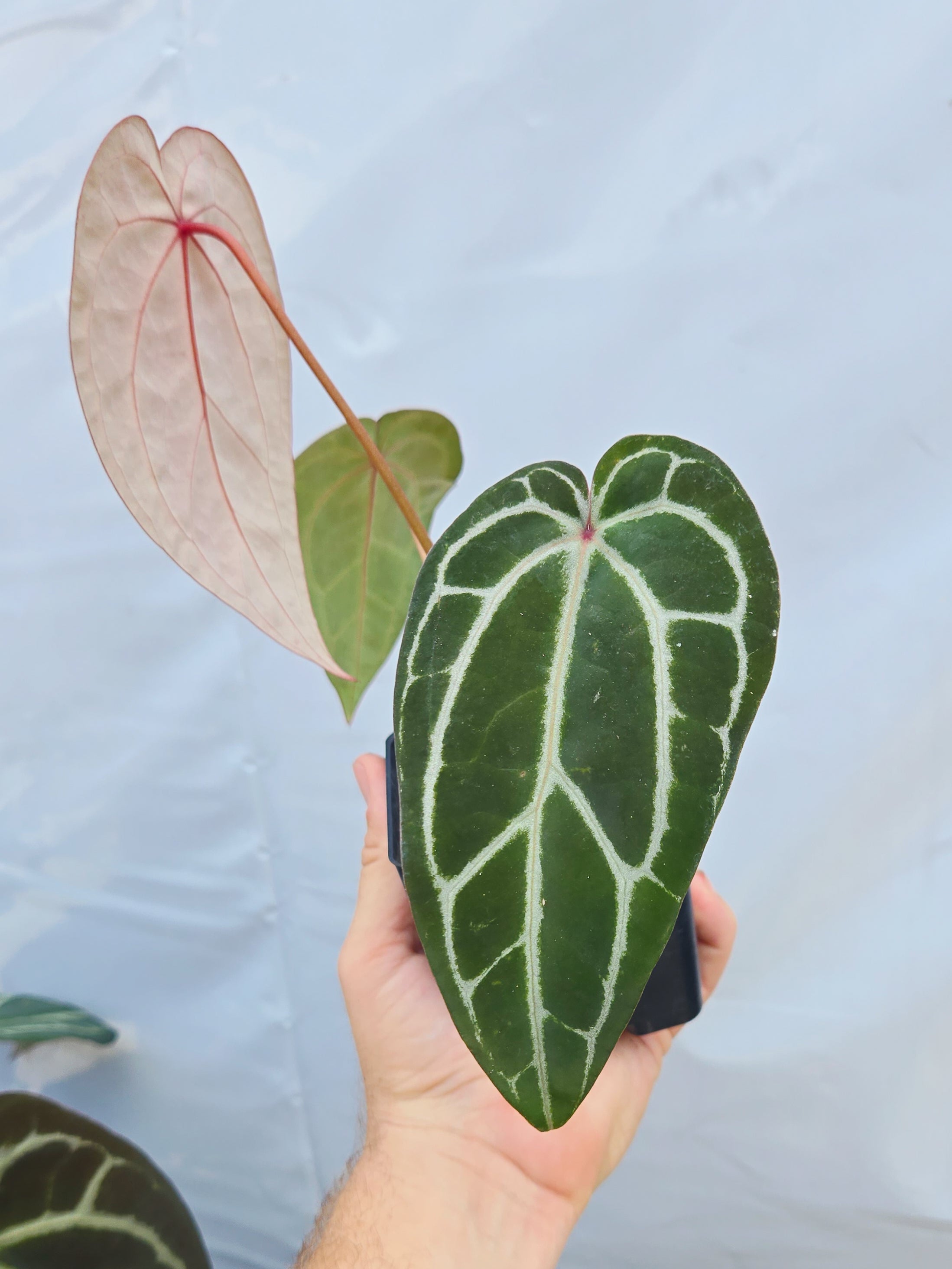 Anthurium 'Swampmannii Long' x 'Doc Block Purple F2' (CS24)