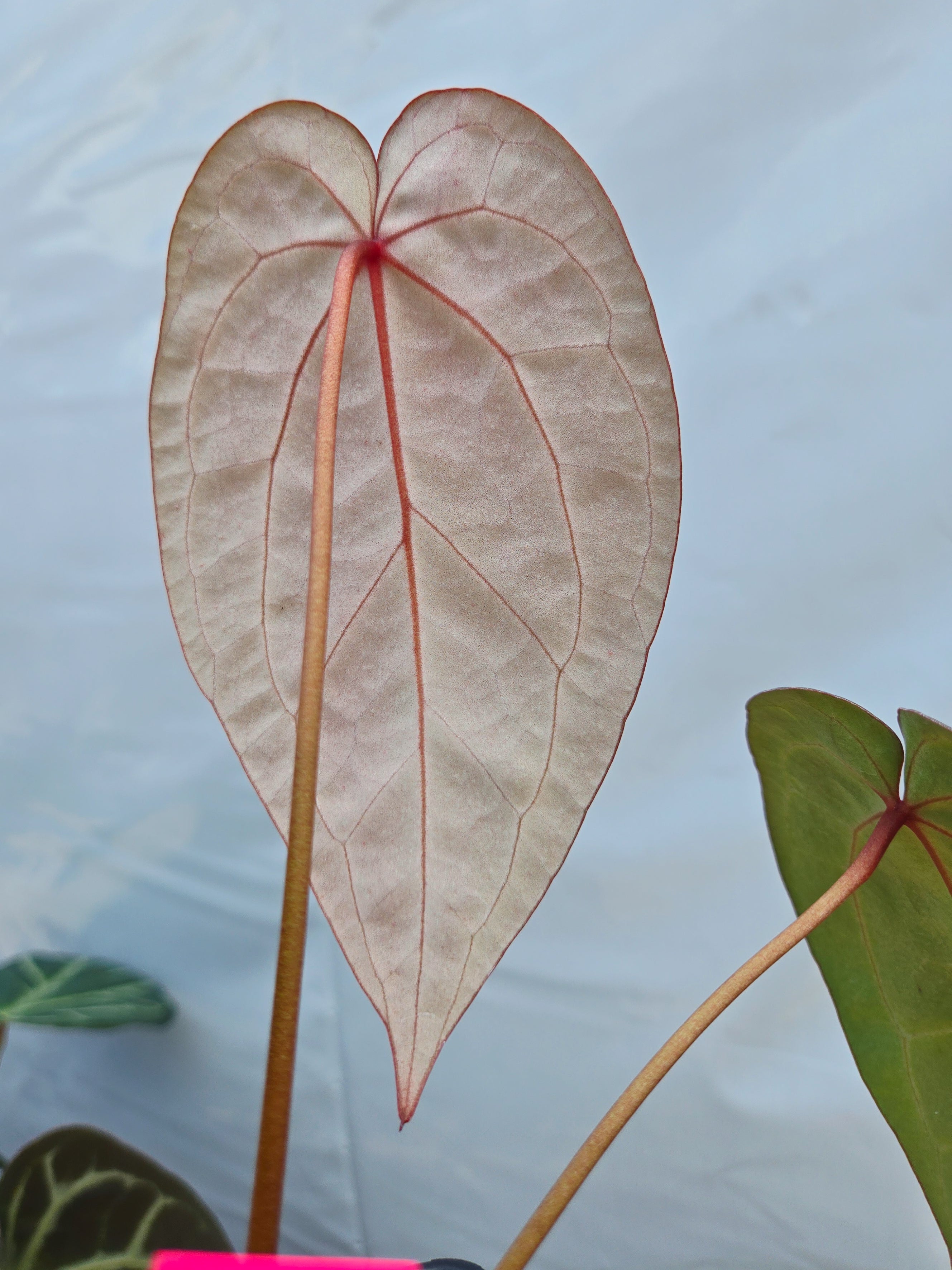 Anthurium 'Swampmannii Long' x 'Doc Block Purple F2' (CS24)