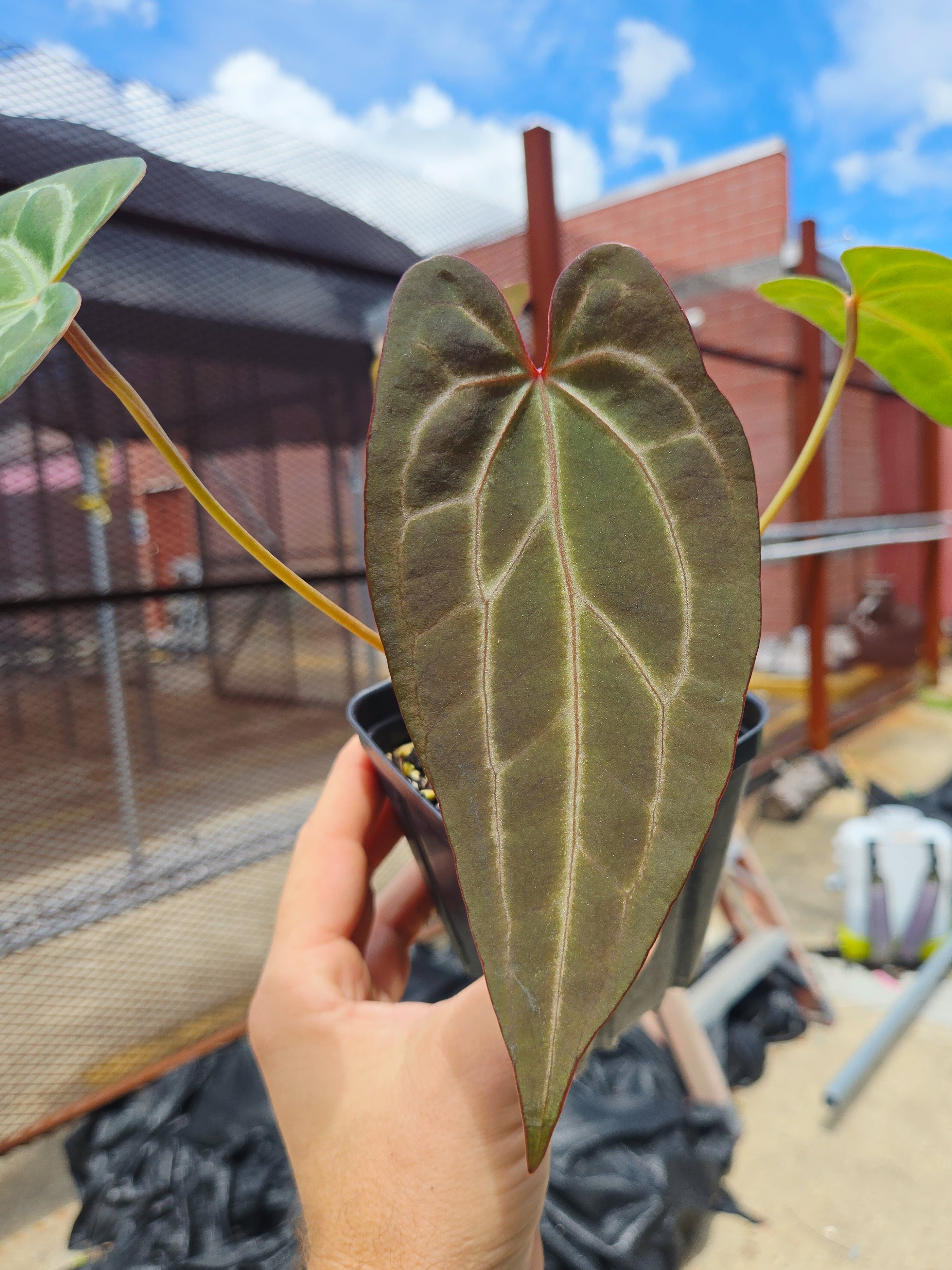 Anthurium  'Swampmannii #3' x ('Rotundatum X' / 'Doc Block Purple F2') (CS25)