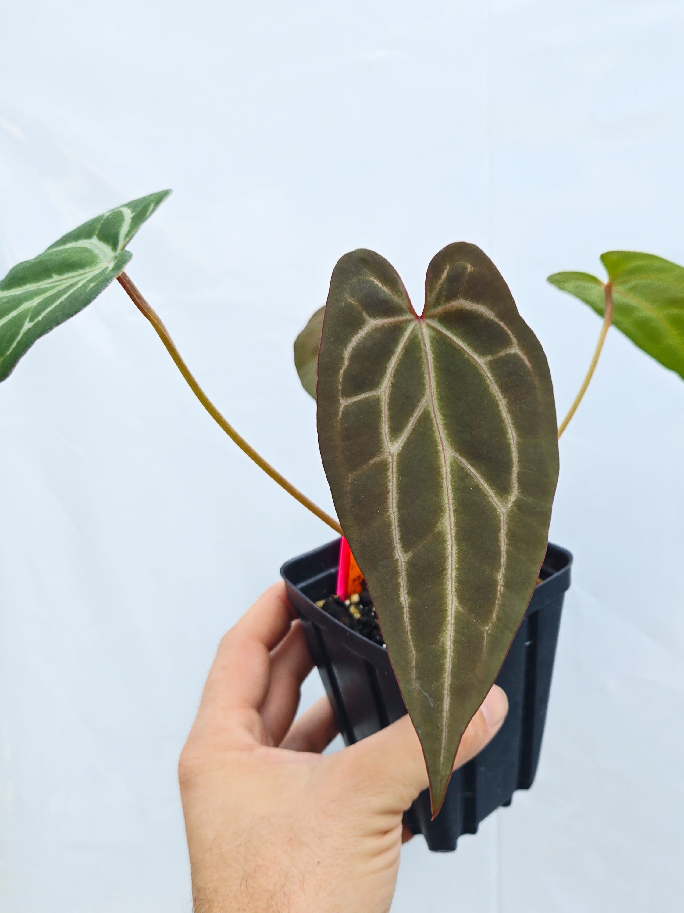 Anthurium  'Swampmannii #3' x ('Rotundatum X' / 'Doc Block Purple F2') (CS25)