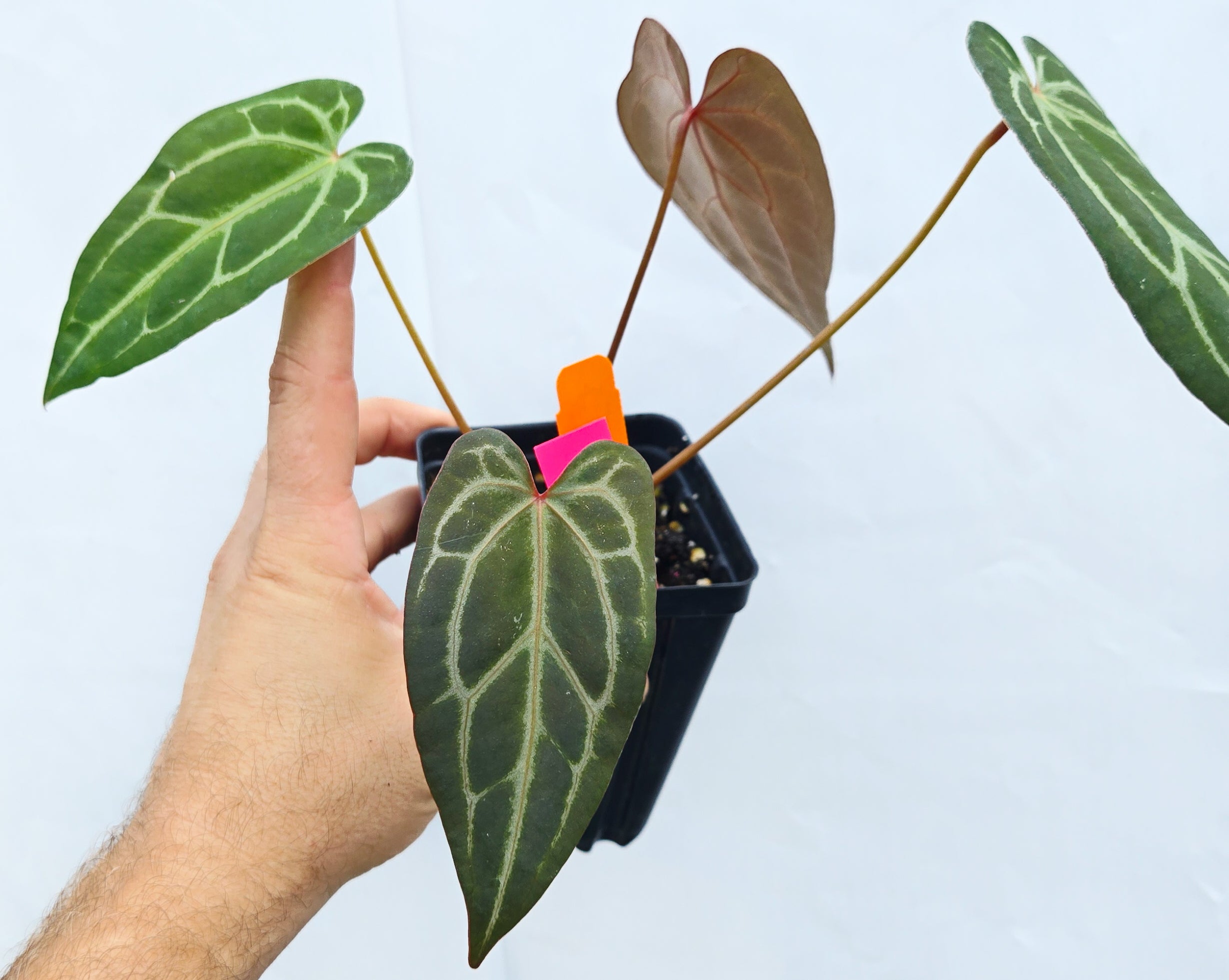 Anthurium  'Swampmannii #3' x ('Rotundatum X' / 'Doc Block Purple F2') (CS25)