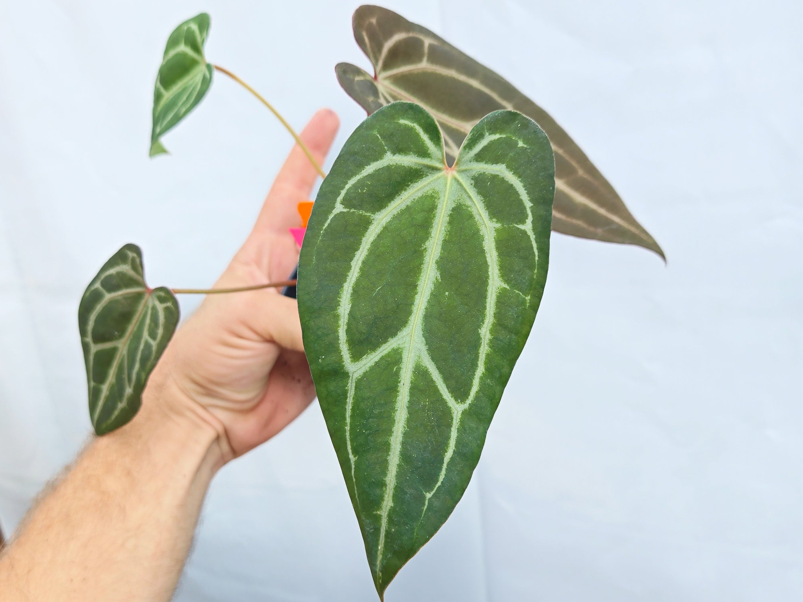 Anthurium  'Swampmannii #3' x ('Rotundatum X' / 'Doc Block Purple F2') (CS25)