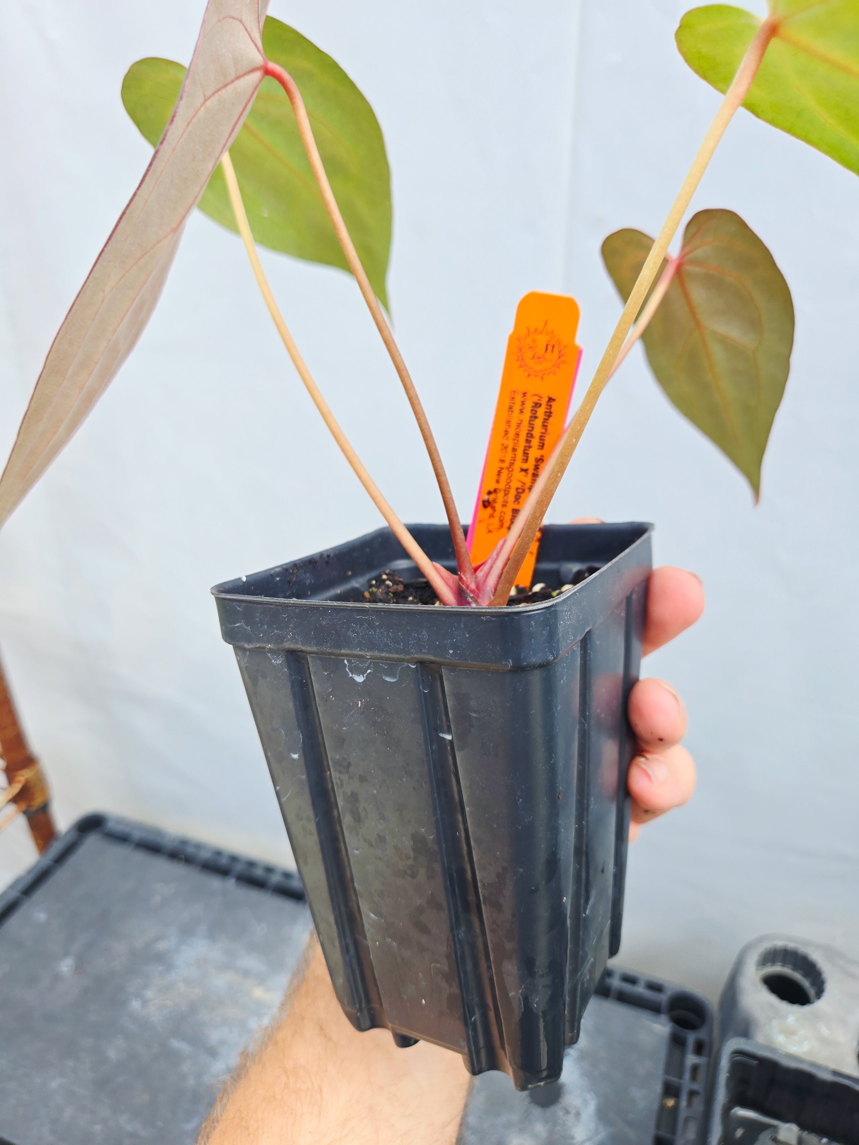 Anthurium  'Swampmannii #3' x ('Rotundatum X' / 'Doc Block Purple F2') (CS25)