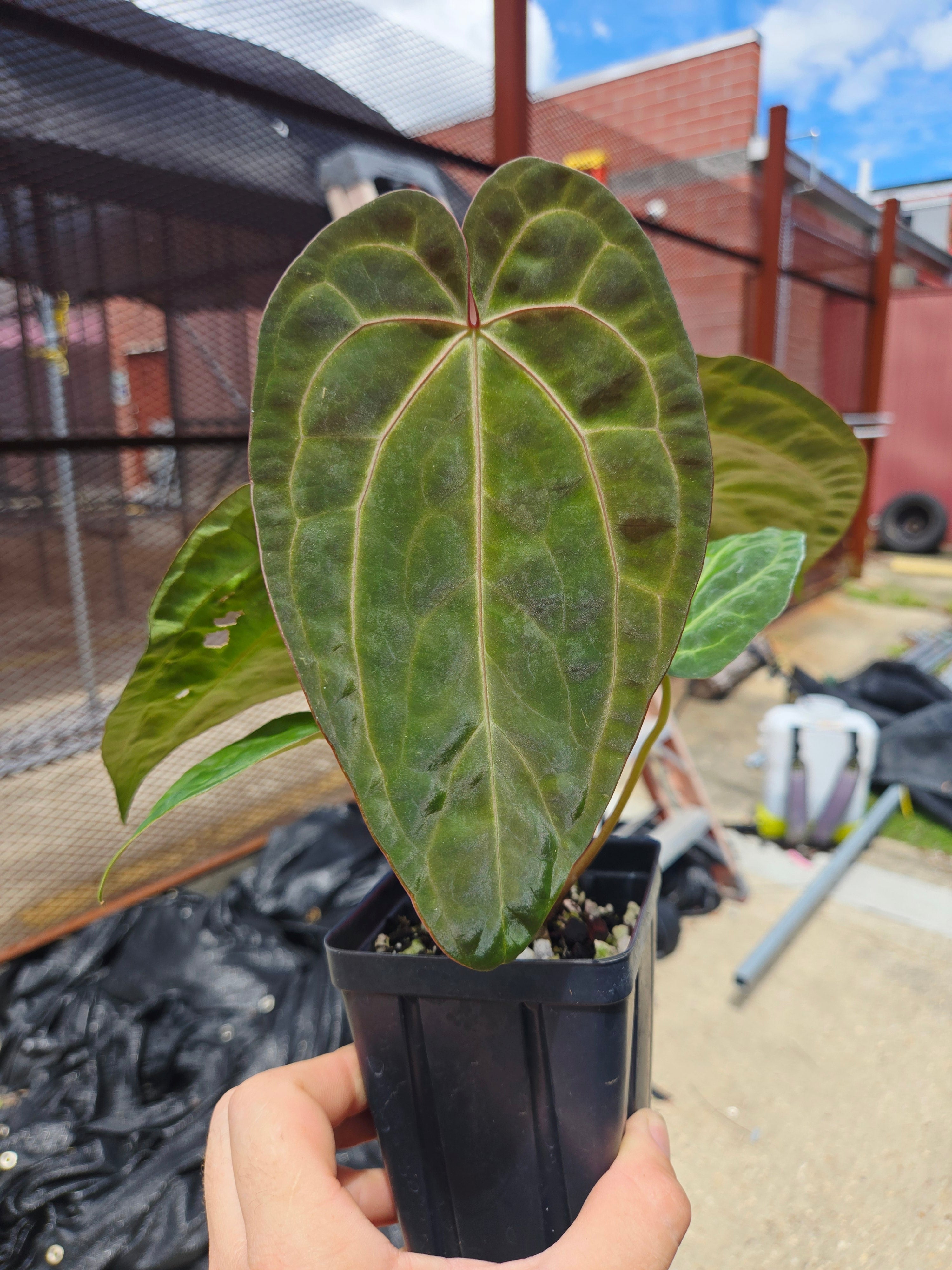 Anthurium ('SKG AOS'/ 'Tim's Black') x 'Doc Block Purple F2' (CS26)