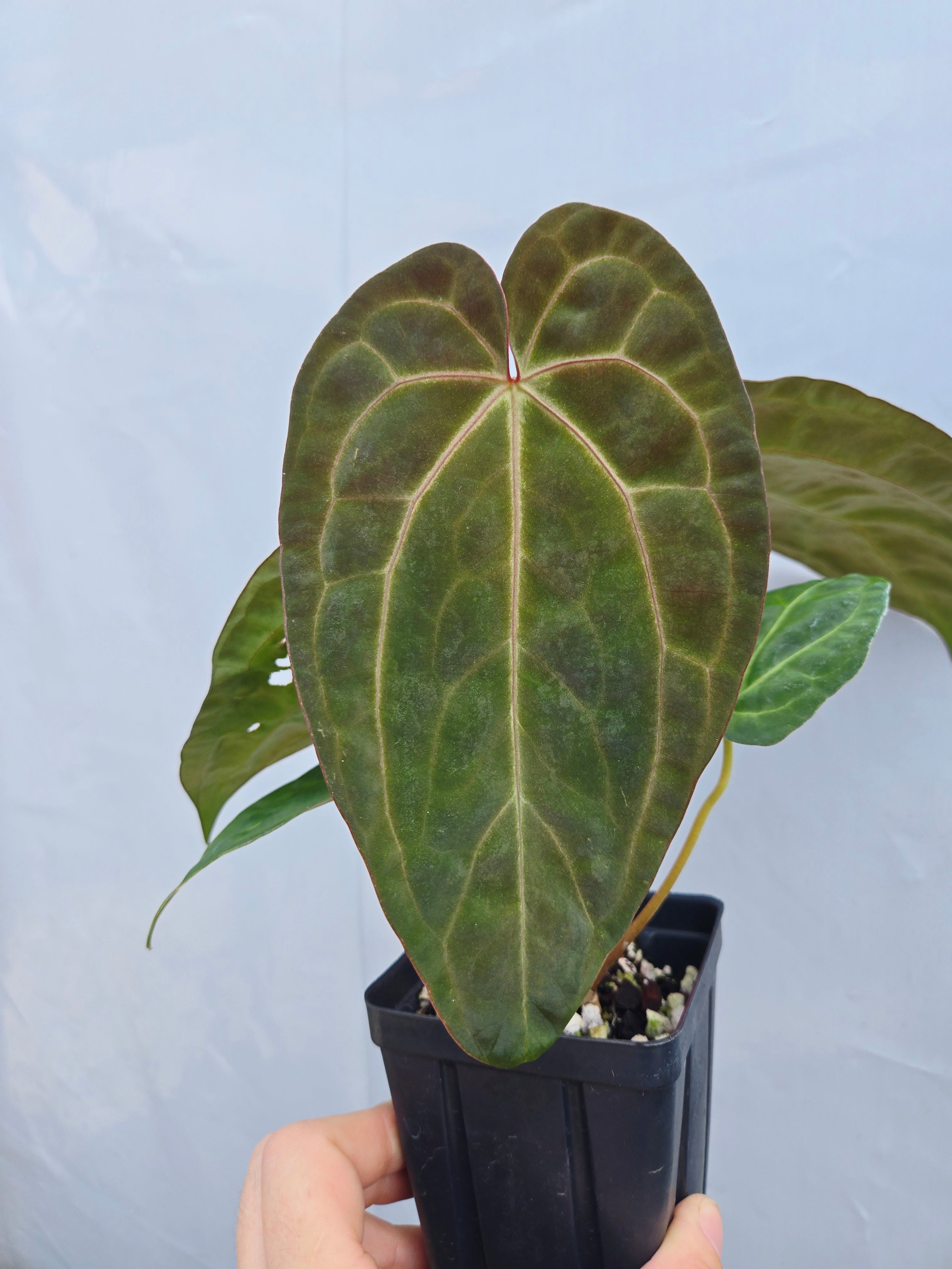 Anthurium ('SKG AOS'/ 'Tim's Black') x 'Doc Block Purple F2' (CS26)
