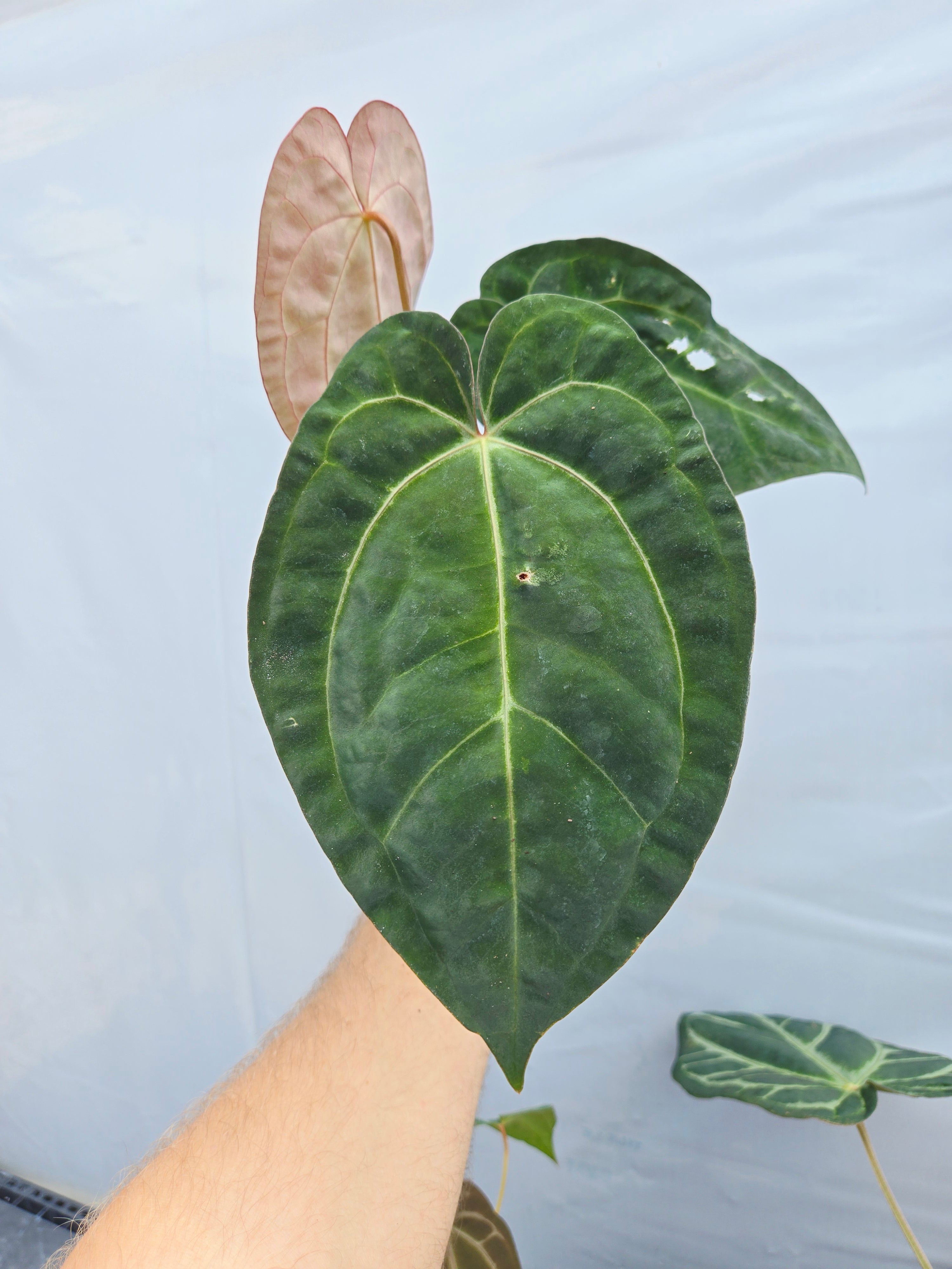 Anthurium ('SKG AOS'/ 'Tim's Black') x 'Doc Block Purple F2' (CS26)