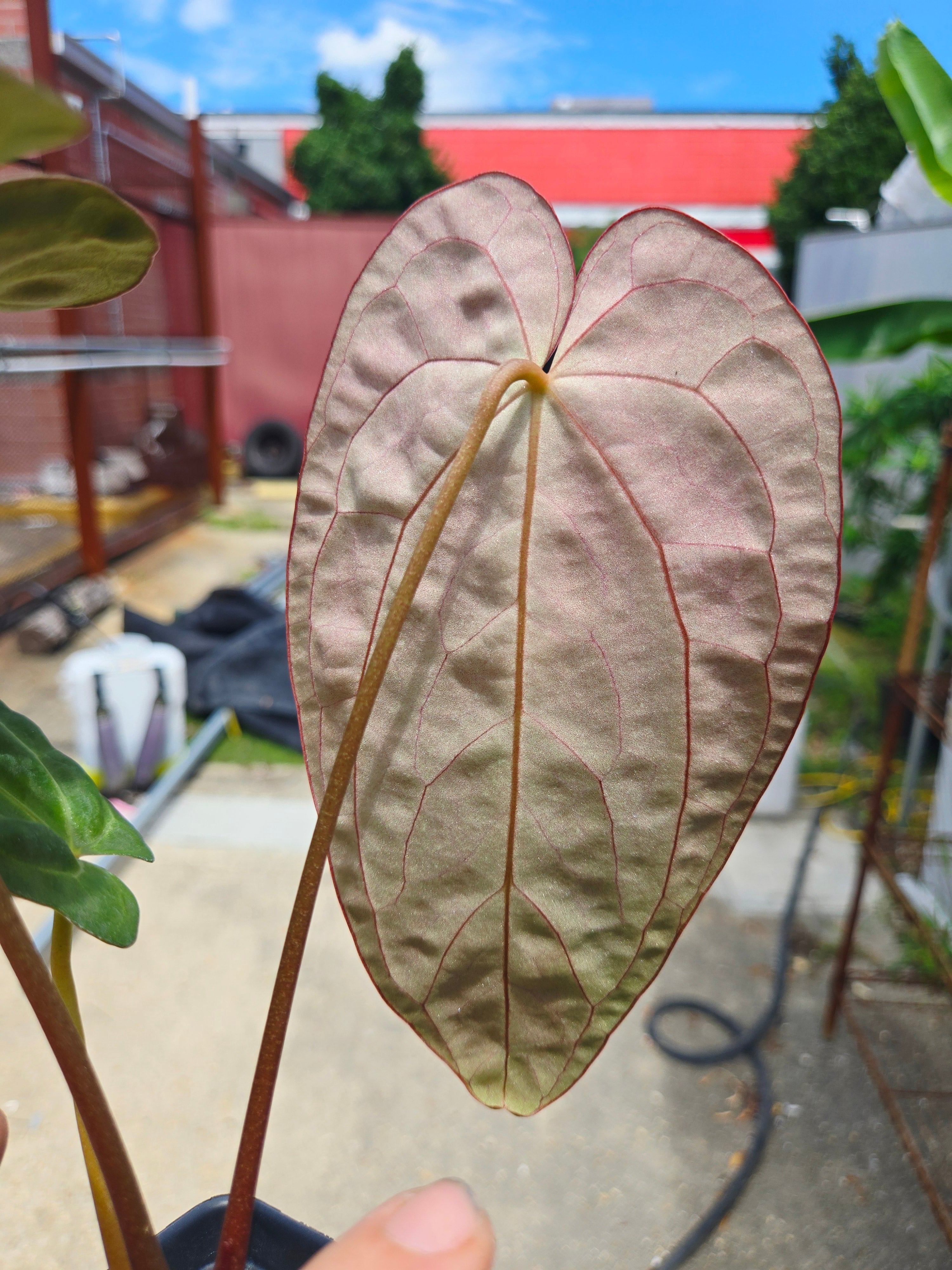 Anthurium ('SKG AOS'/ 'Tim's Black') x 'Doc Block Purple F2' (CS26)