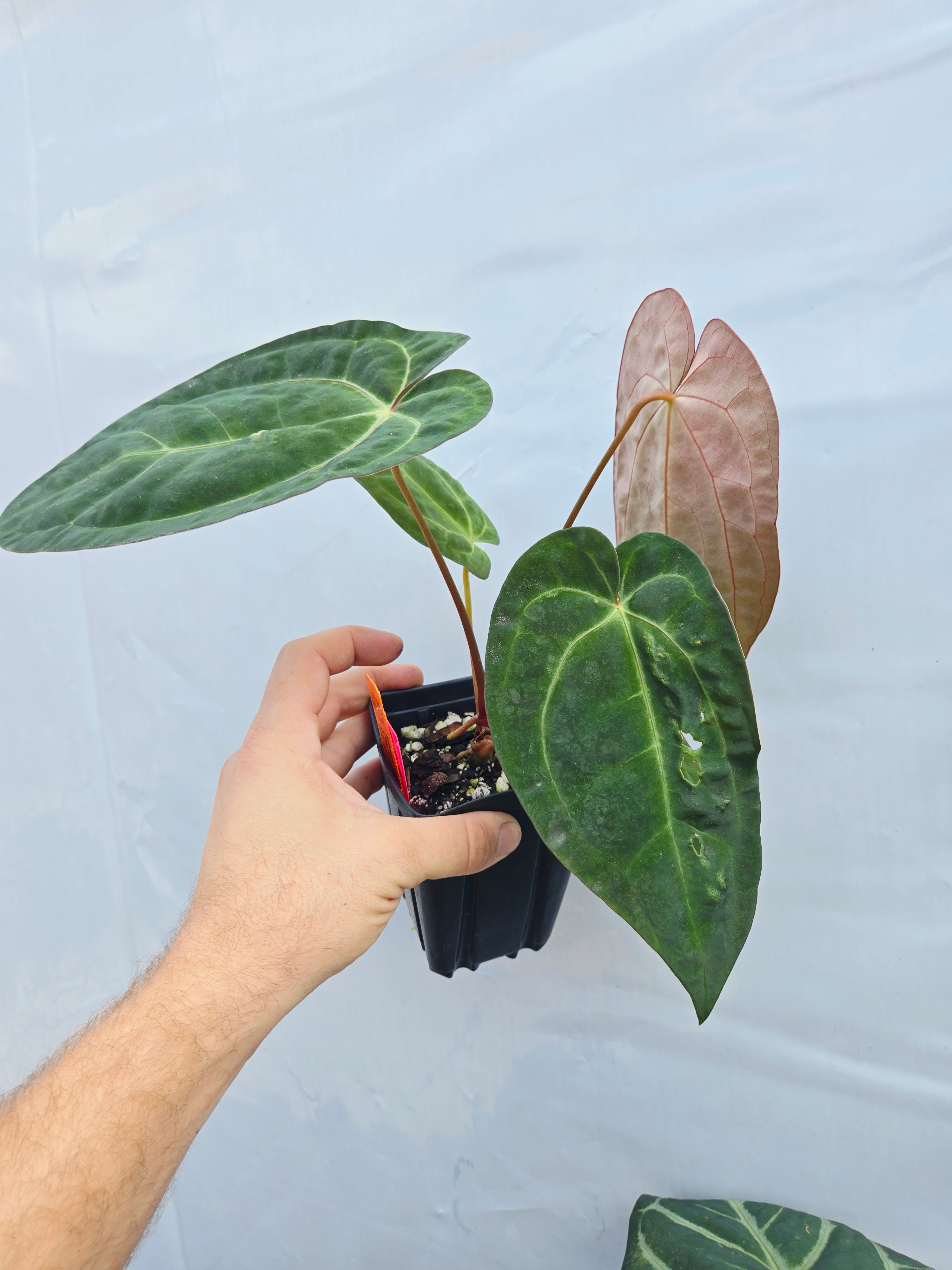 Anthurium ('SKG AOS'/ 'Tim's Black') x 'Doc Block Purple F2' (CS26)