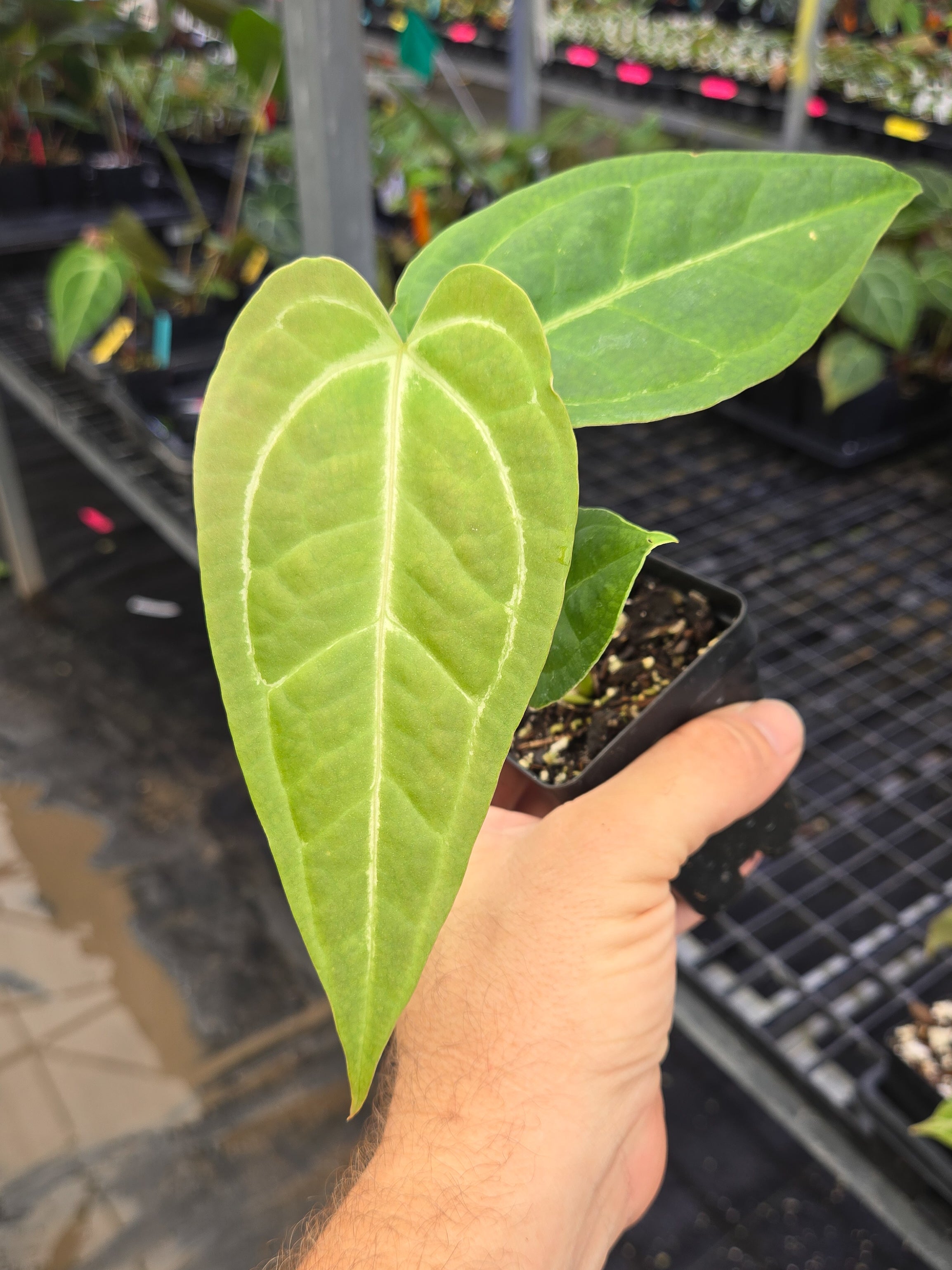 Anthurium 'Costa Rican Bullate NOID' x cerrocampanense (A144)