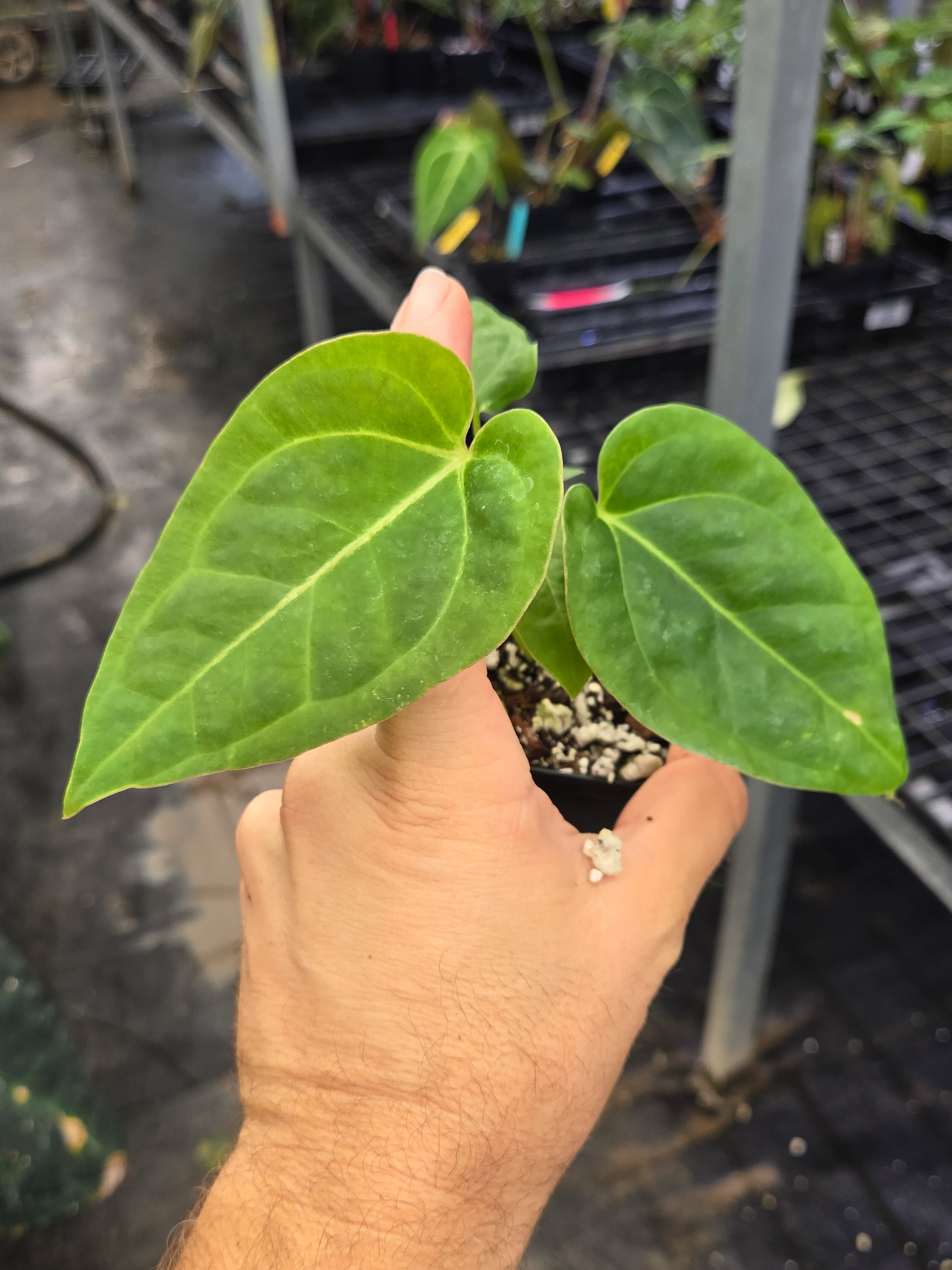 Anthurium 'Costa Rican Bullate NOID' x cerrocampanense (A144)