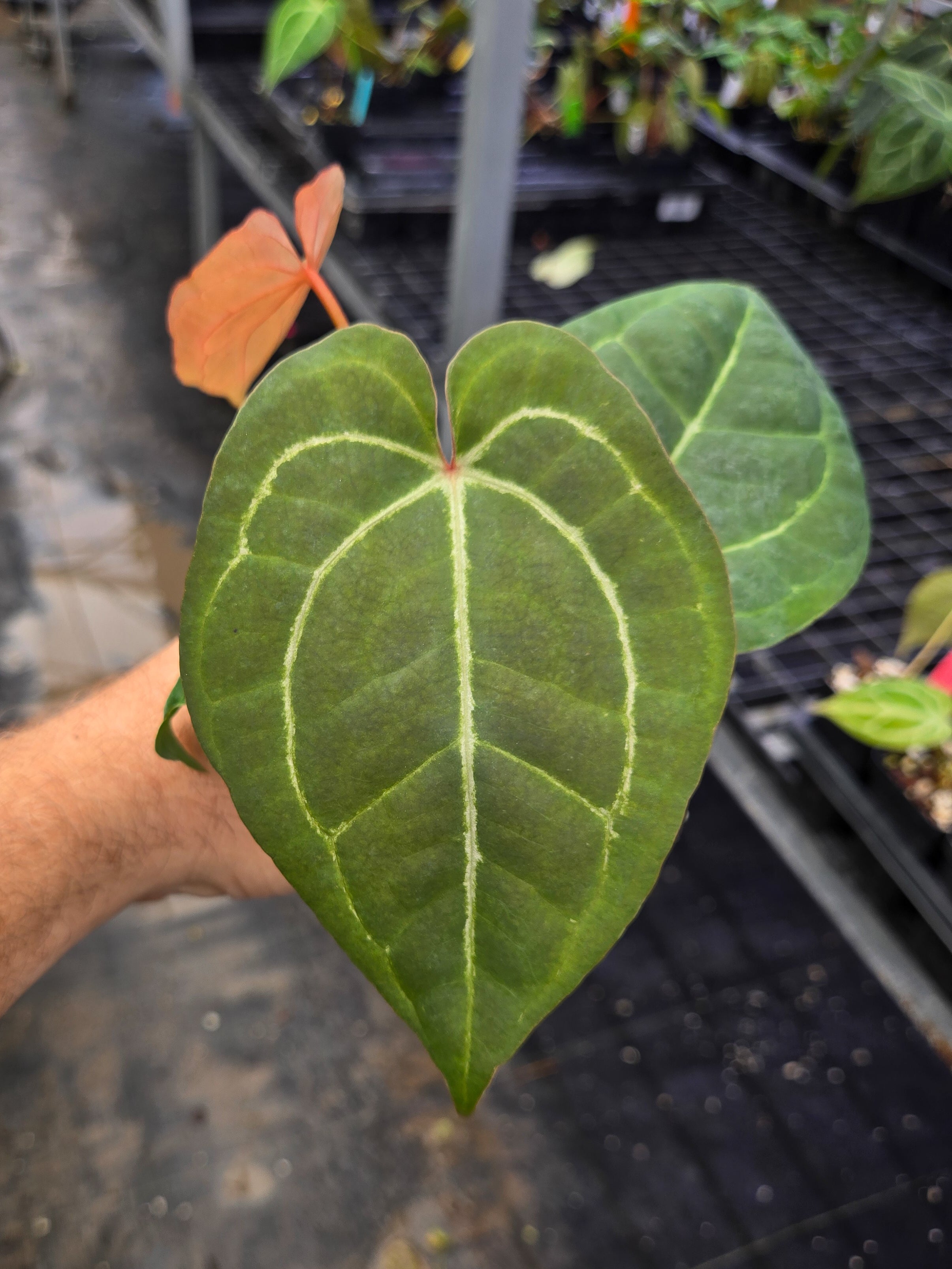 Anthurium 'Costa Rican Bullate NOID' x cerrocampanense (A144)