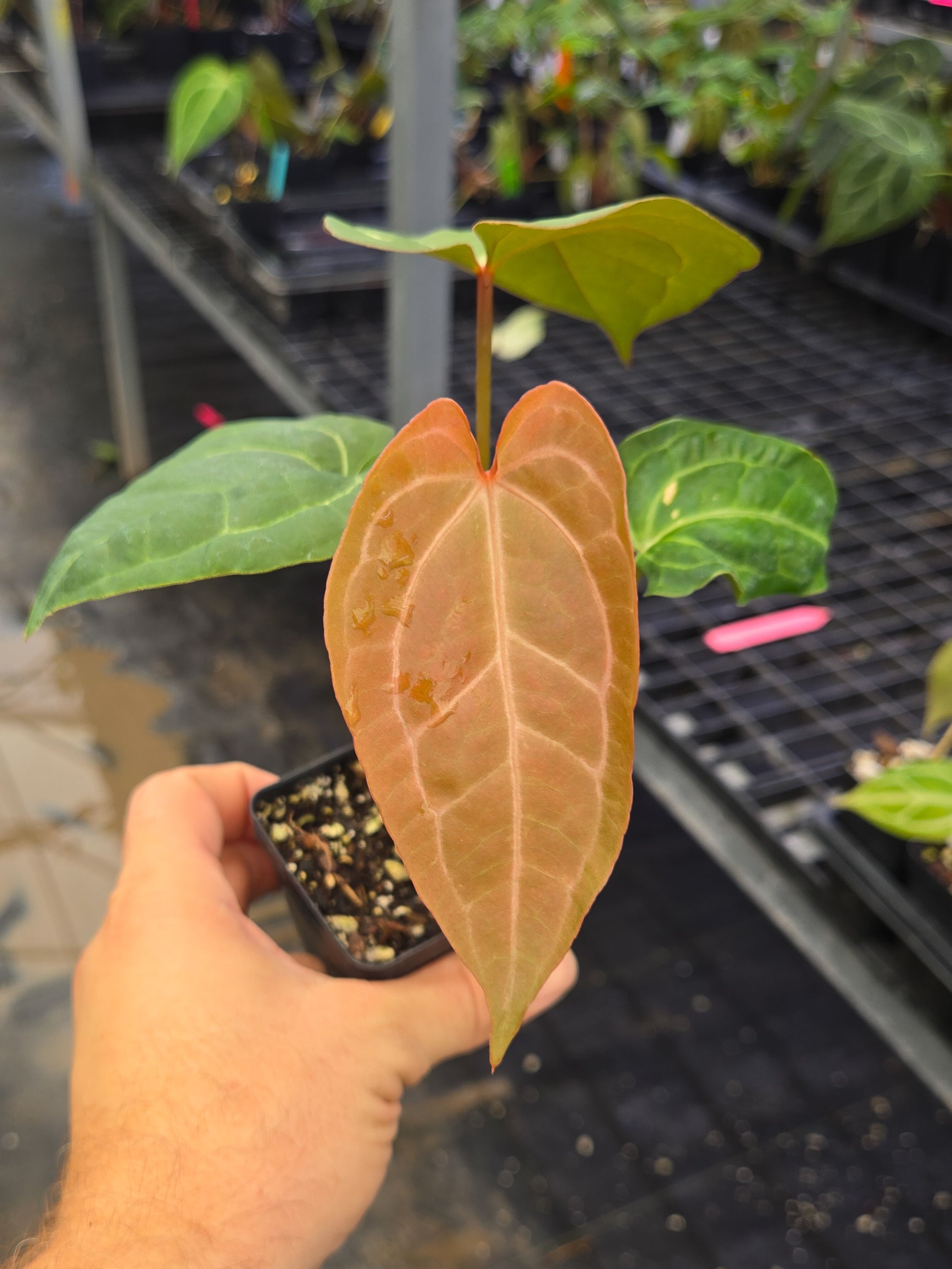 Anthurium 'Costa Rican Bullate NOID' x cerrocampanense (A144)