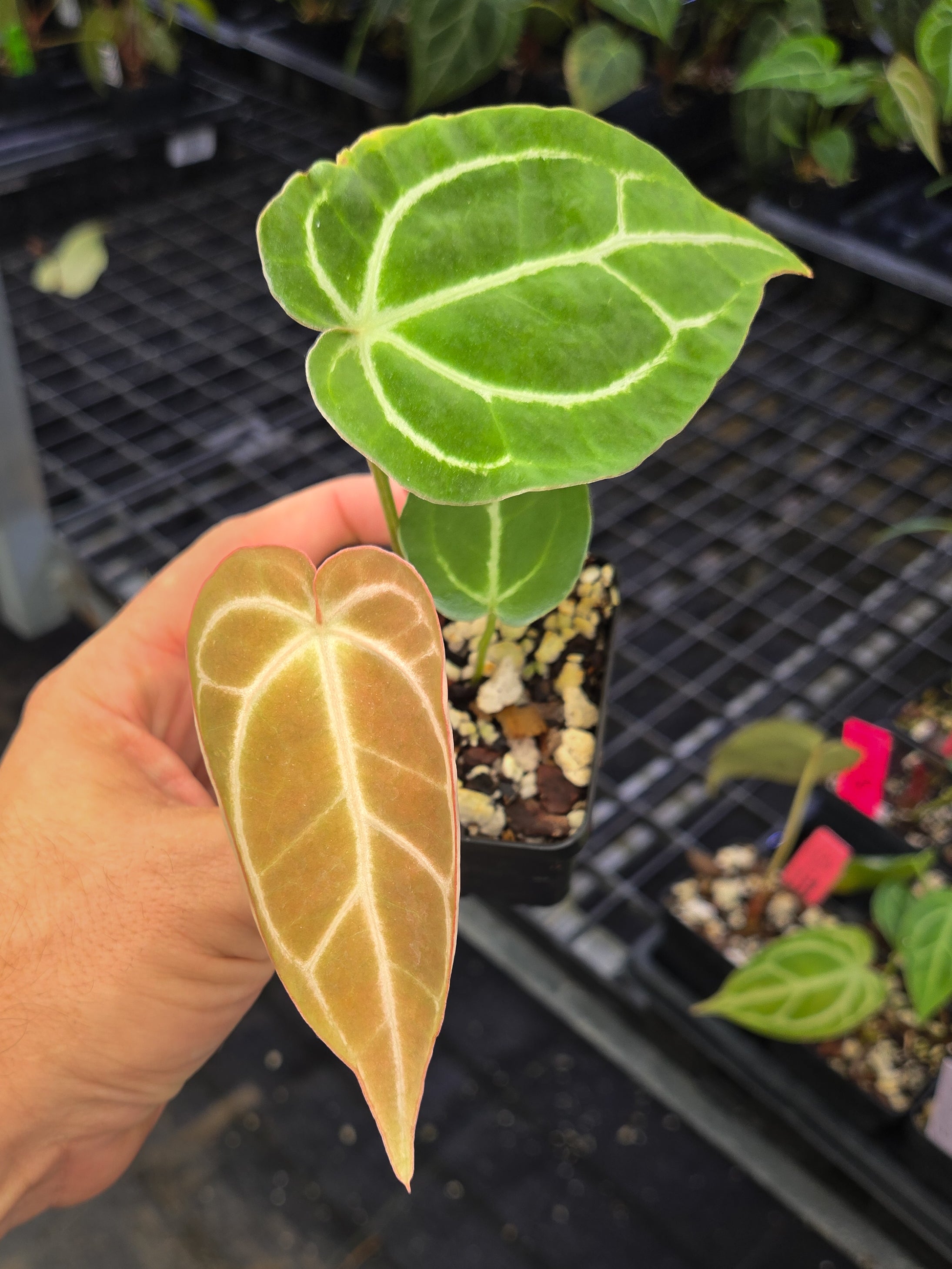 Anthurium 'Crystal Queen' x 'Doc Block Purple F2' (A145)