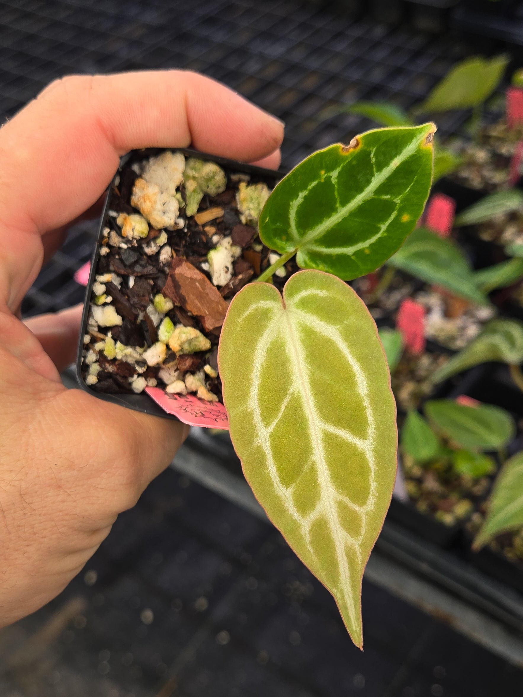 Anthurium 'Crystal Queen' x 'Doc Block Purple F2' (A145)