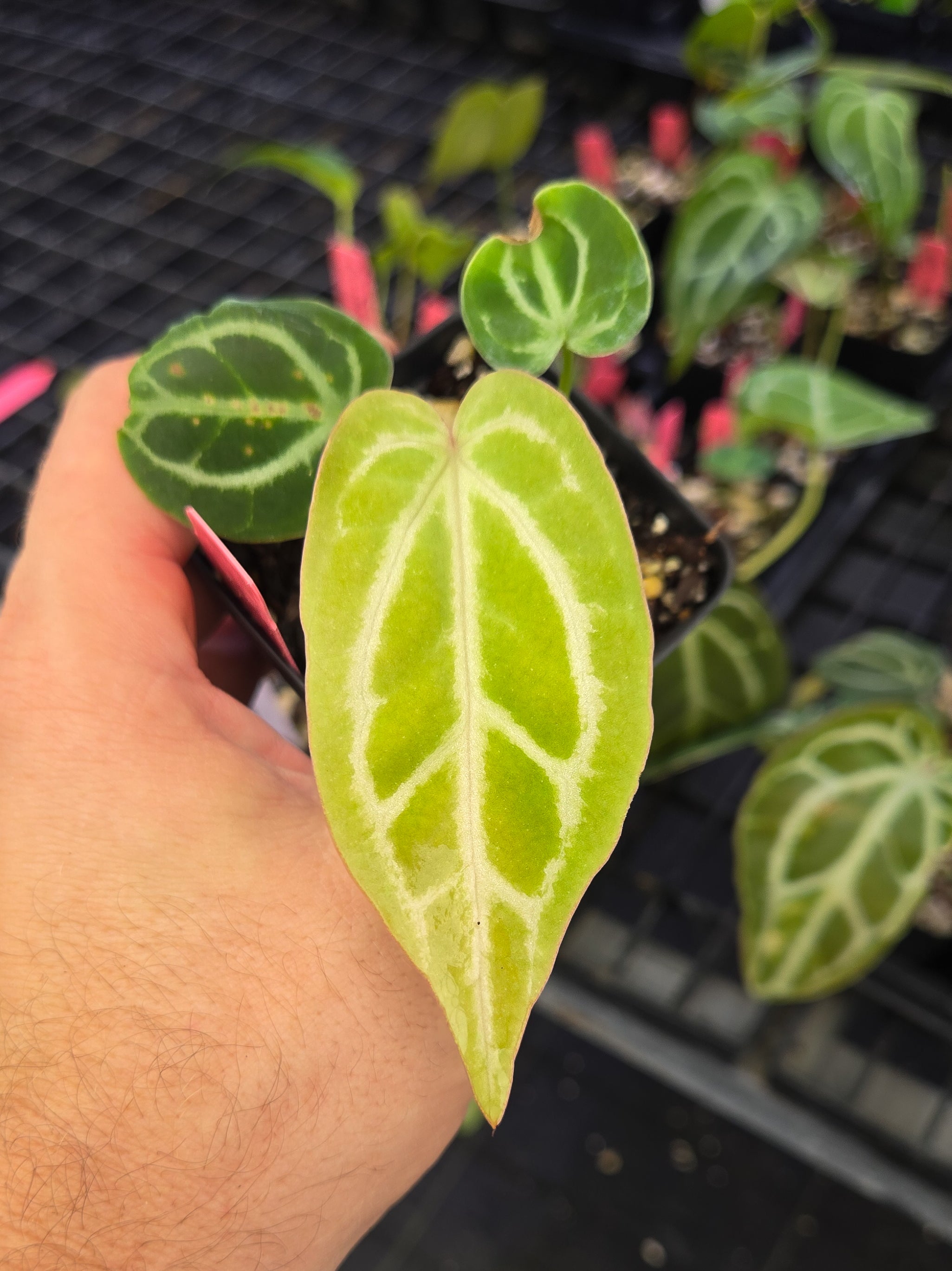 Anthurium 'Crystal Queen' x 'Doc Block Purple F2' (A145)