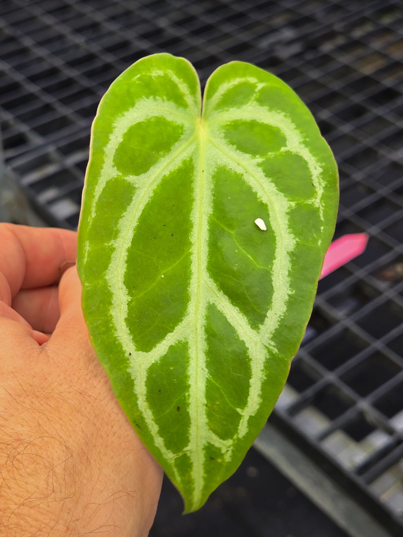 Anthurium 'Crystal Queen' x 'Doc Block Purple F2' (A145)