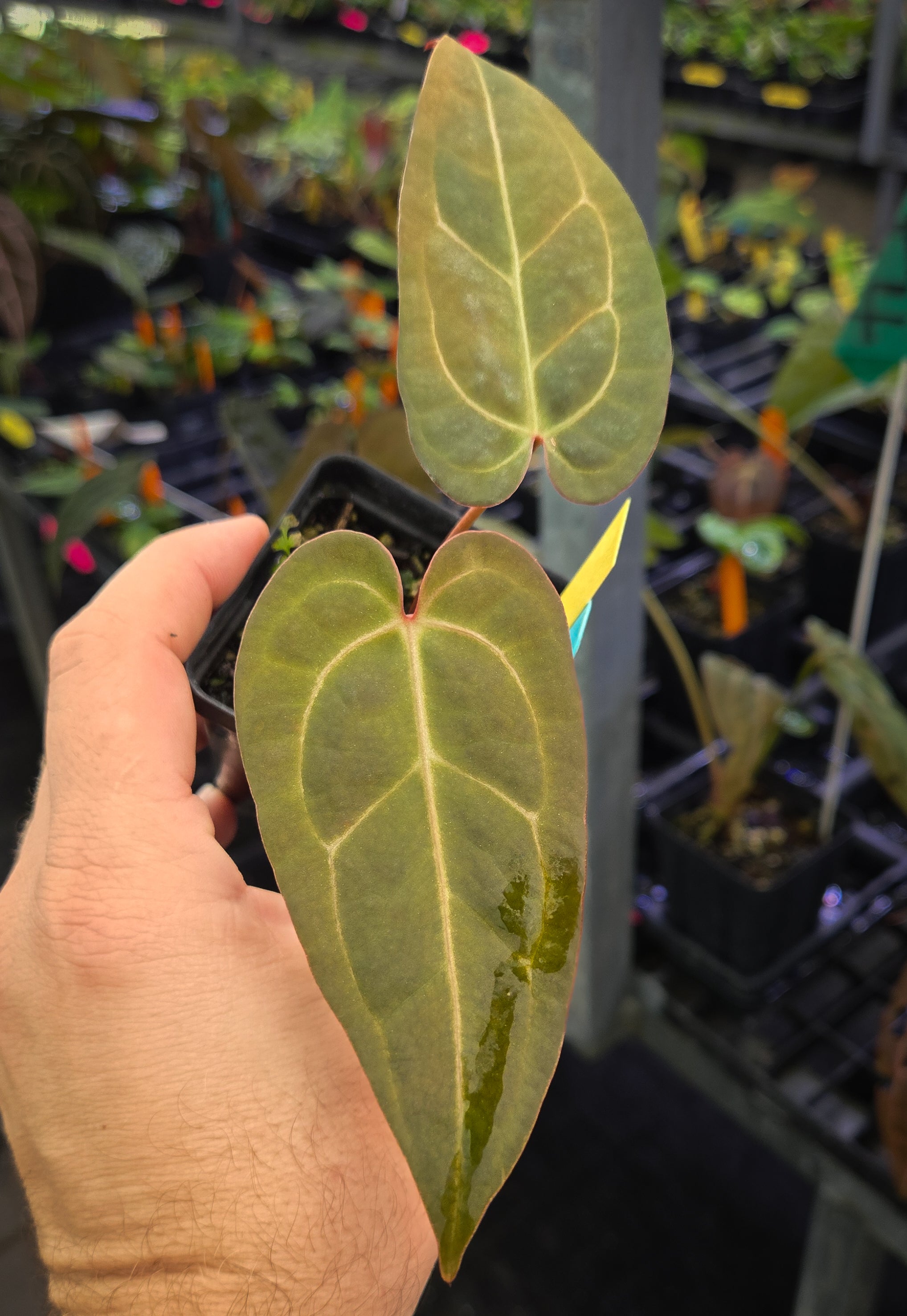 Anthurium Hybrid A64 | Nice Plants Good Pots