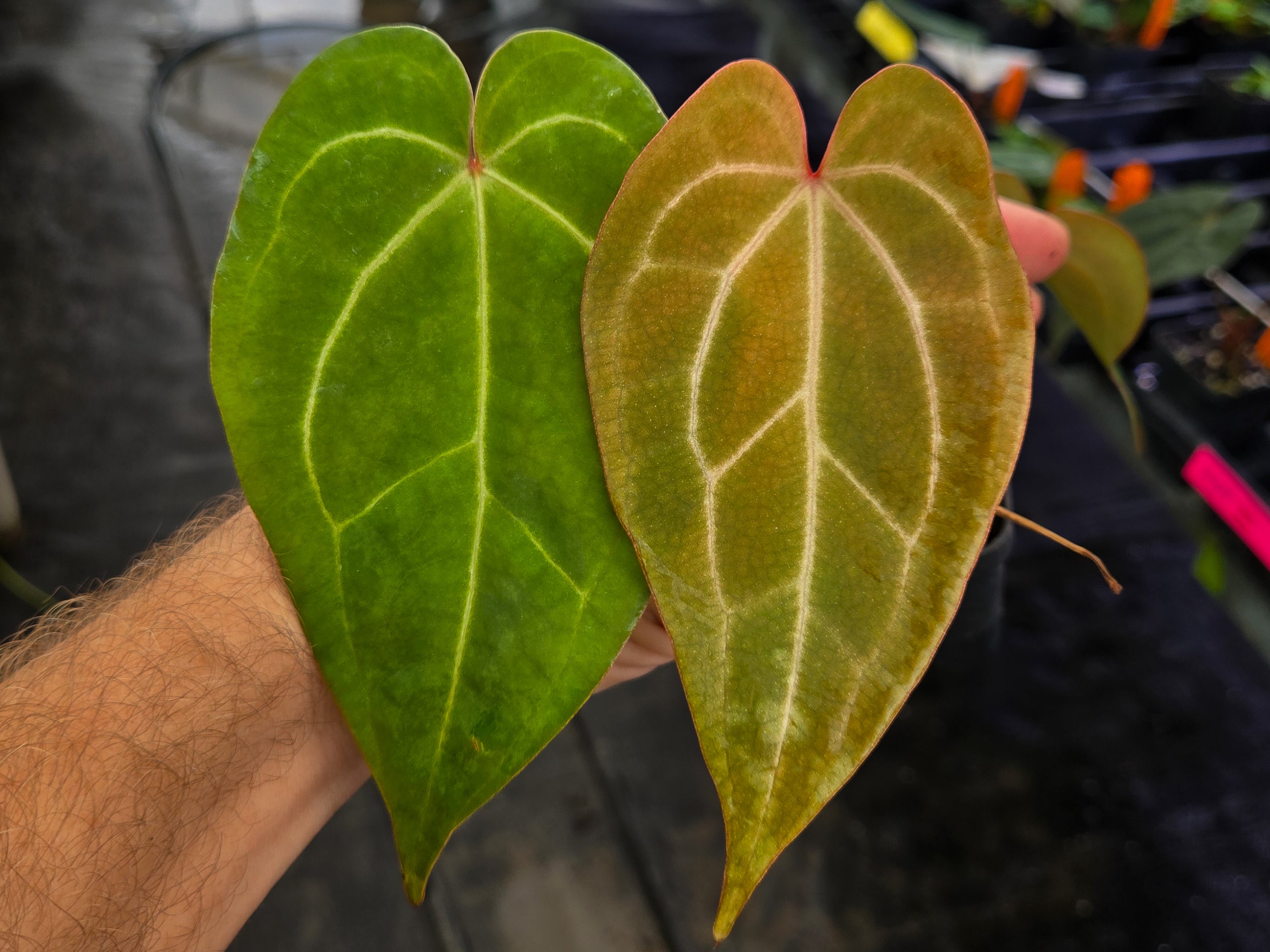 anthurium dortmund Anthurium ('AOS SKG' / 'Tim's Black') X ('Rotundatum X' / 'Doc Block Purp F2') #1 – Nice Plants Good Pots