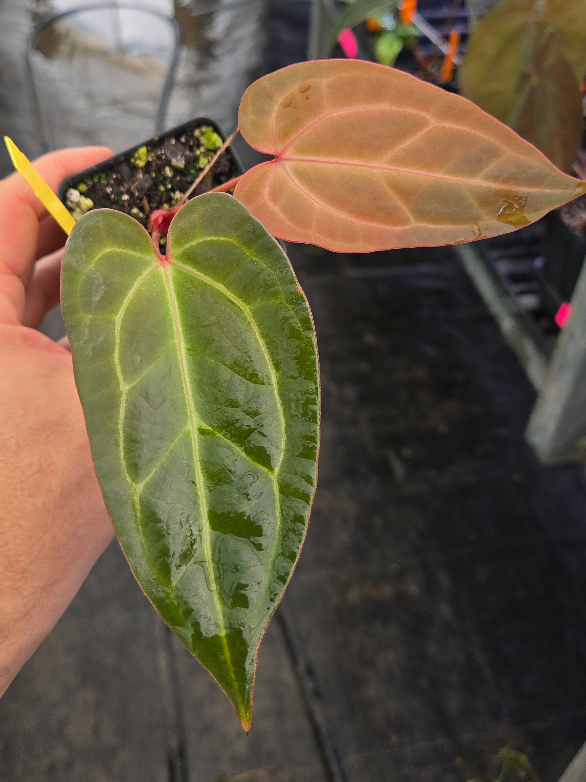 anthurium dakota xl Anthurium ('AOS SKG' / 'Tim's Black') X ('Rotundatum X' / 'Doc Block Purp F2') #1 – Nice Plants Good Pots