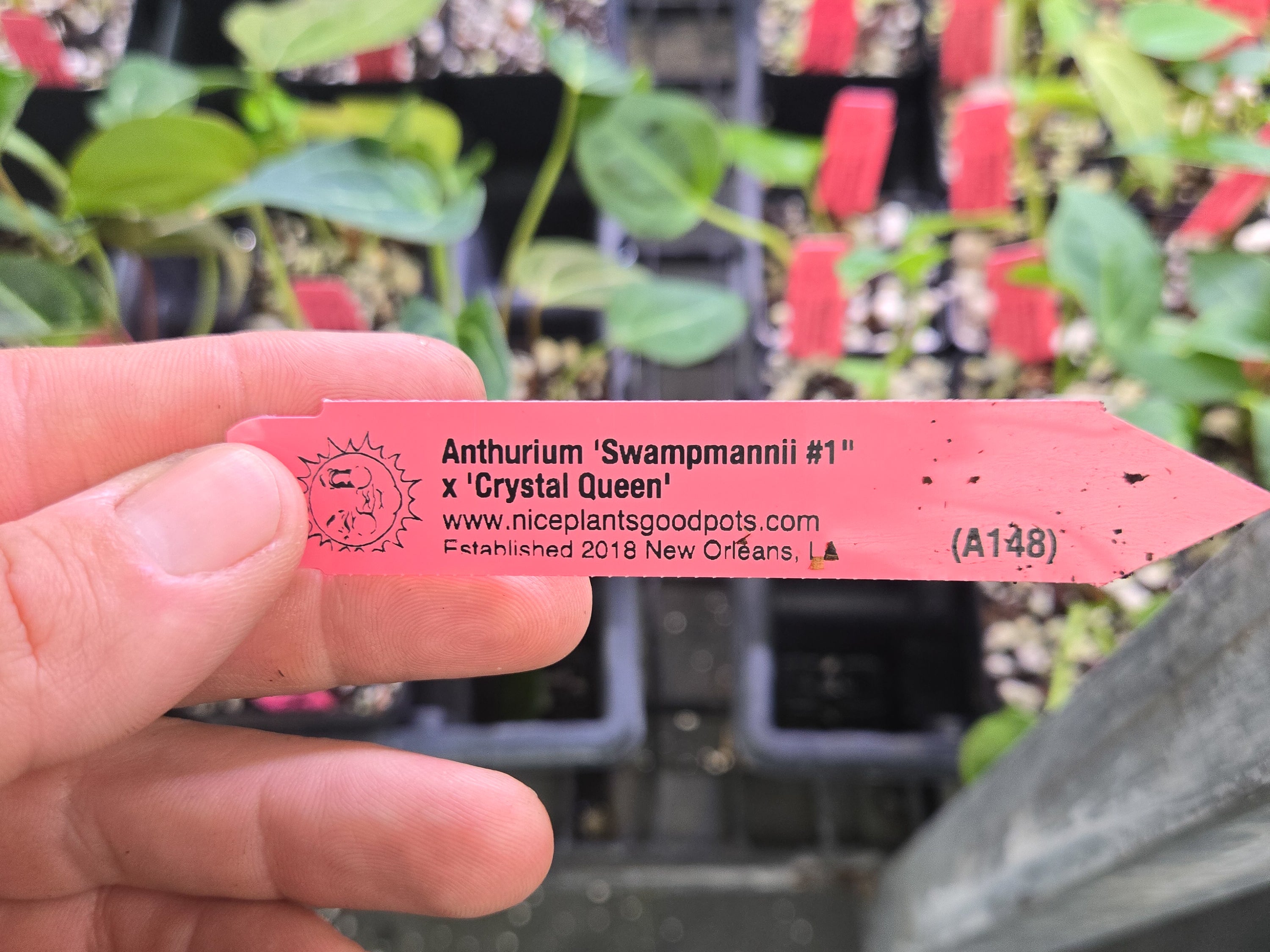 Anthurium 'Swampmannii #1" x 'Crystal Queen' (A148)