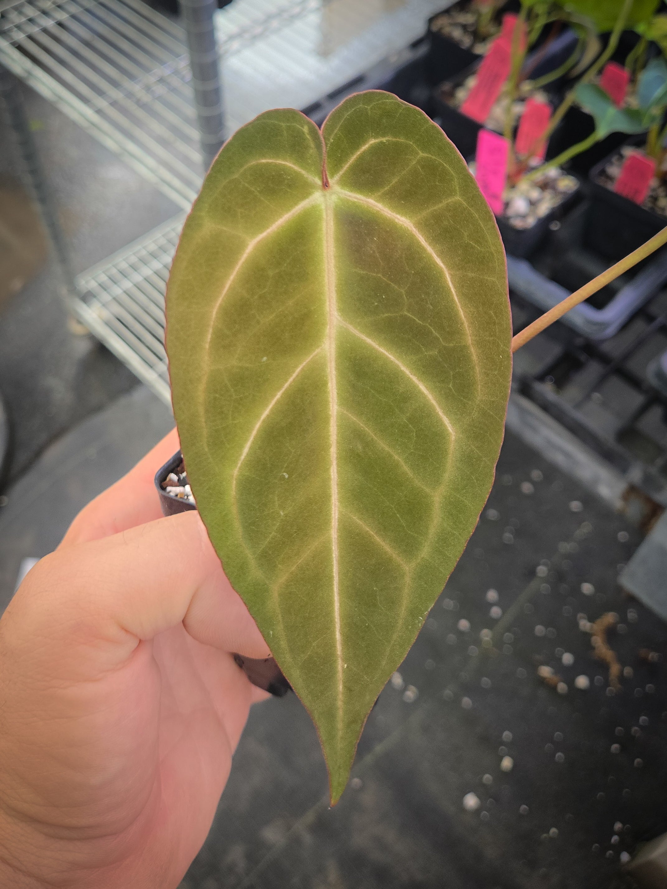Anthurium 'Swampmannii #1" x 'Crystal Queen' (A148)