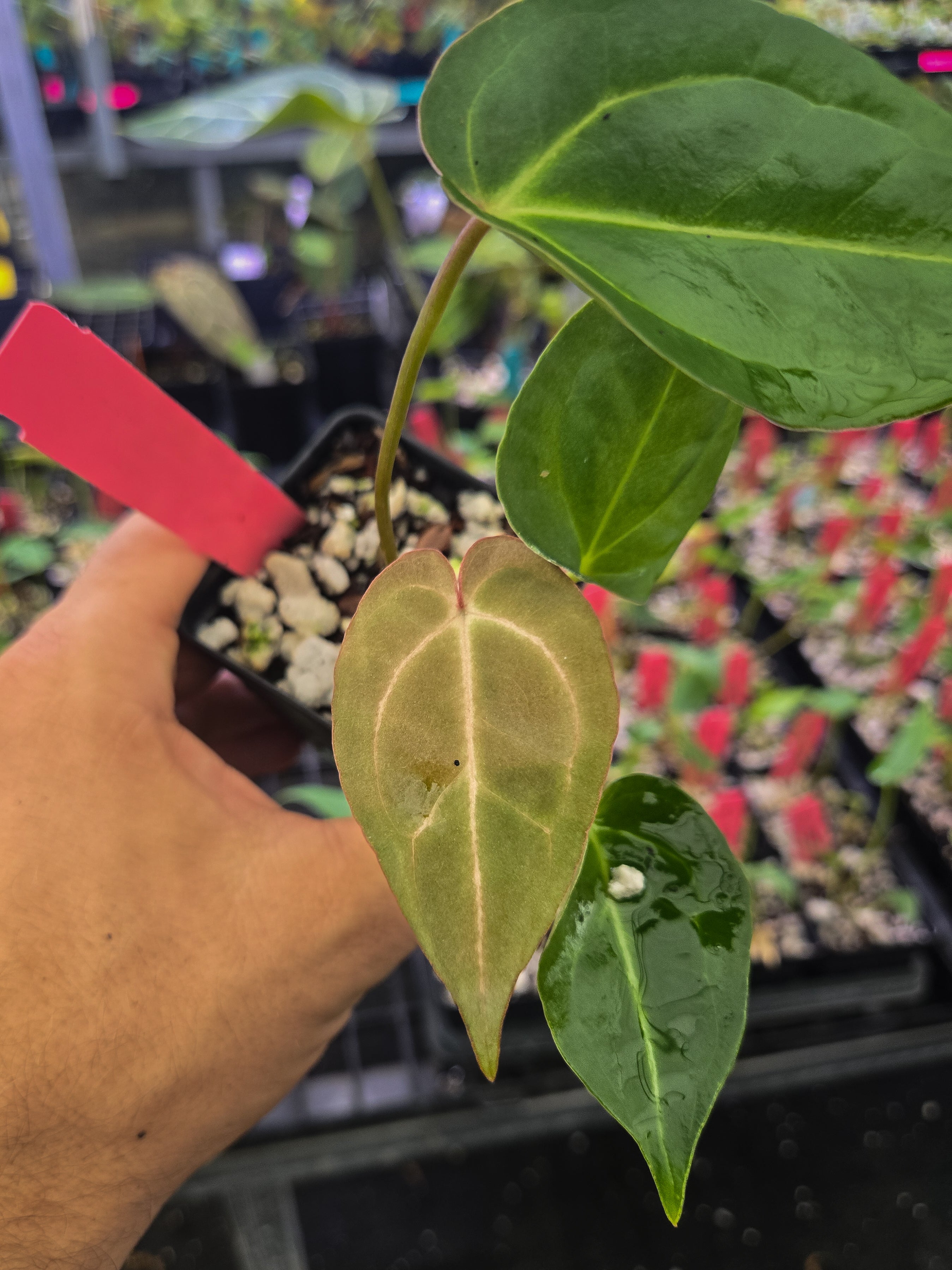 Anthurium 'Swampmannii #1" x 'Crystal Queen' (A148)