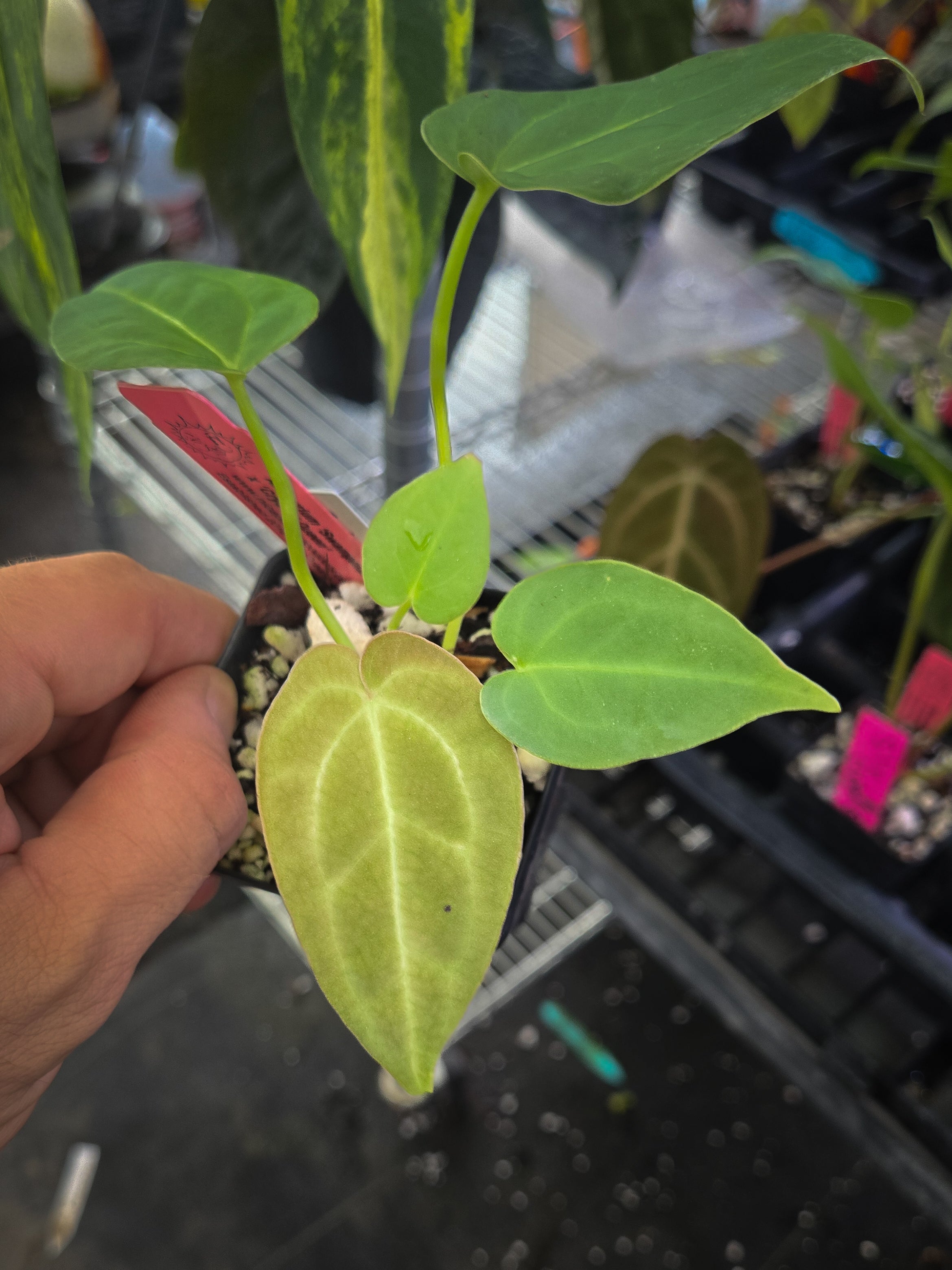 Anthurium 'Swampmannii #1" x 'Crystal Queen' (A148)