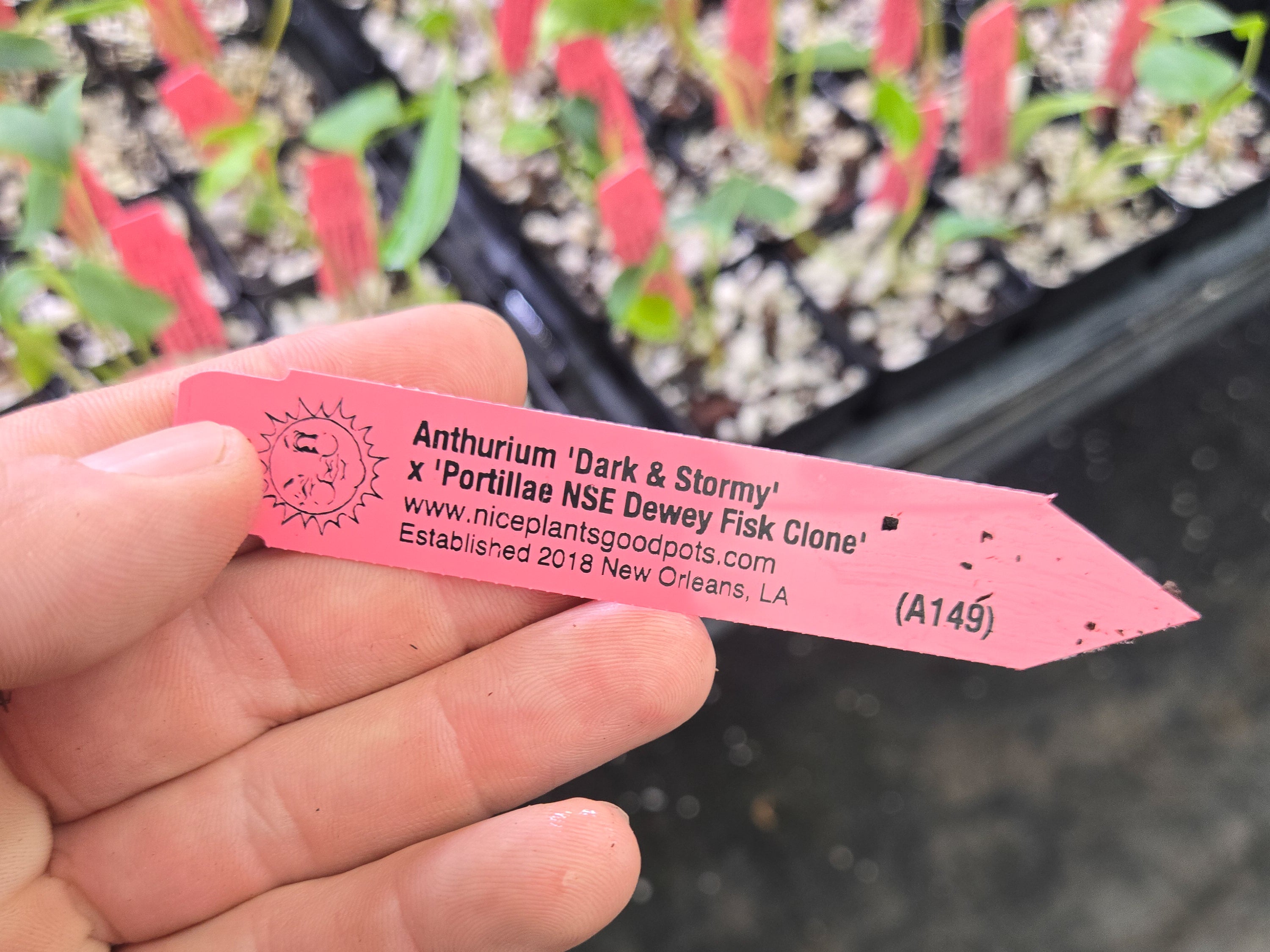 Anthurium 'Dark & Stormy' x 'Portillae NSE Dewey Fisk Clone' (A149)
