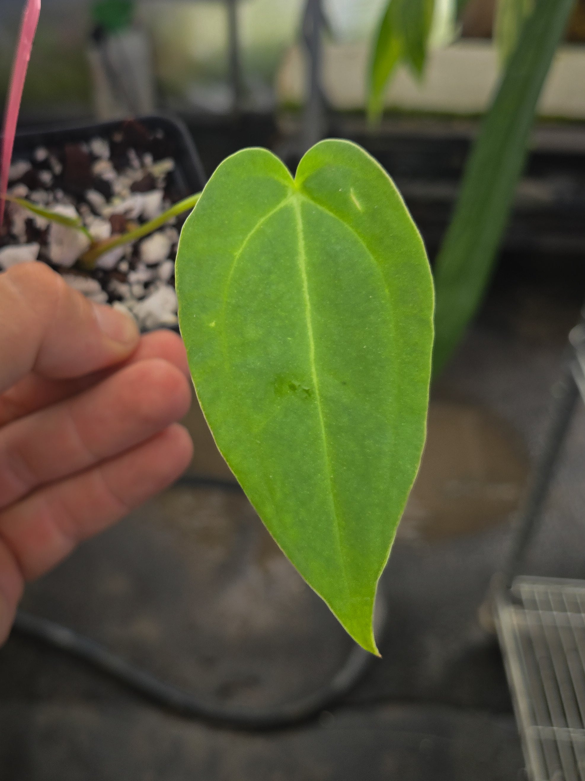 Anthurium 'Dark & Stormy' x 'Portillae NSE Dewey Fisk Clone' (A149)