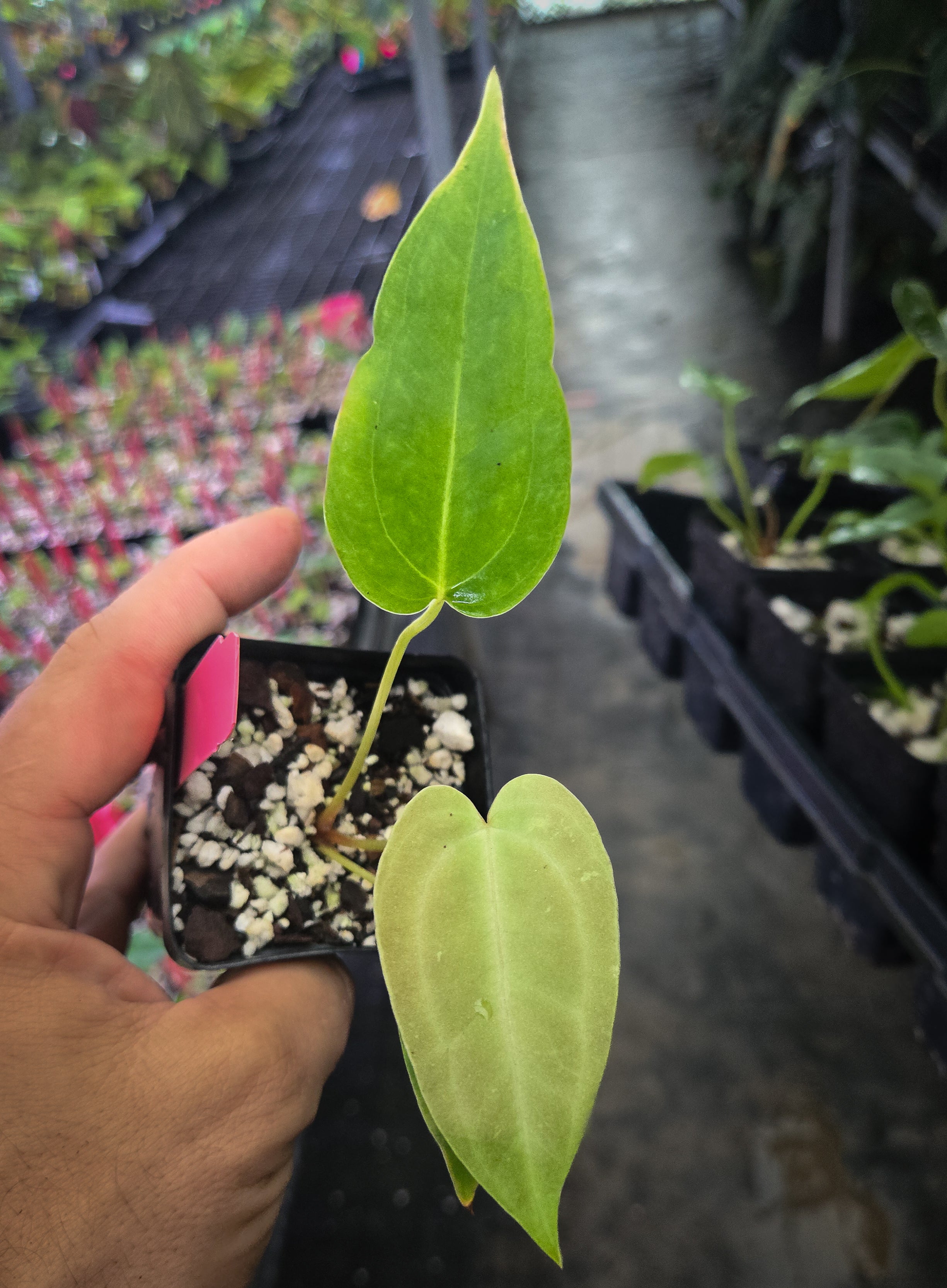 Anthurium 'Dark & Stormy' x 'Portillae NSE Dewey Fisk Clone' (A149)