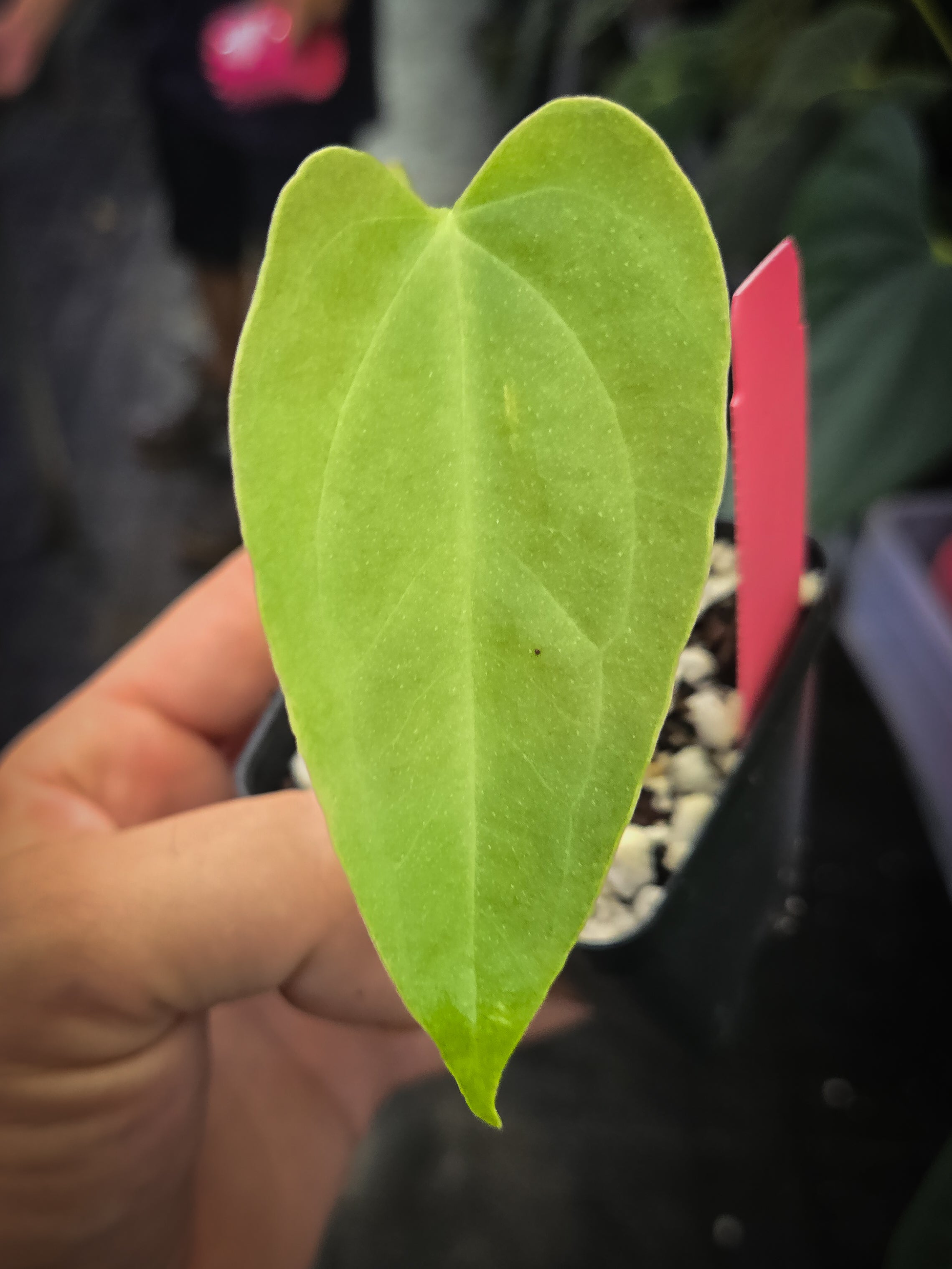Anthurium 'Dark & Stormy' x 'Portillae NSE Dewey Fisk Clone' (A149)