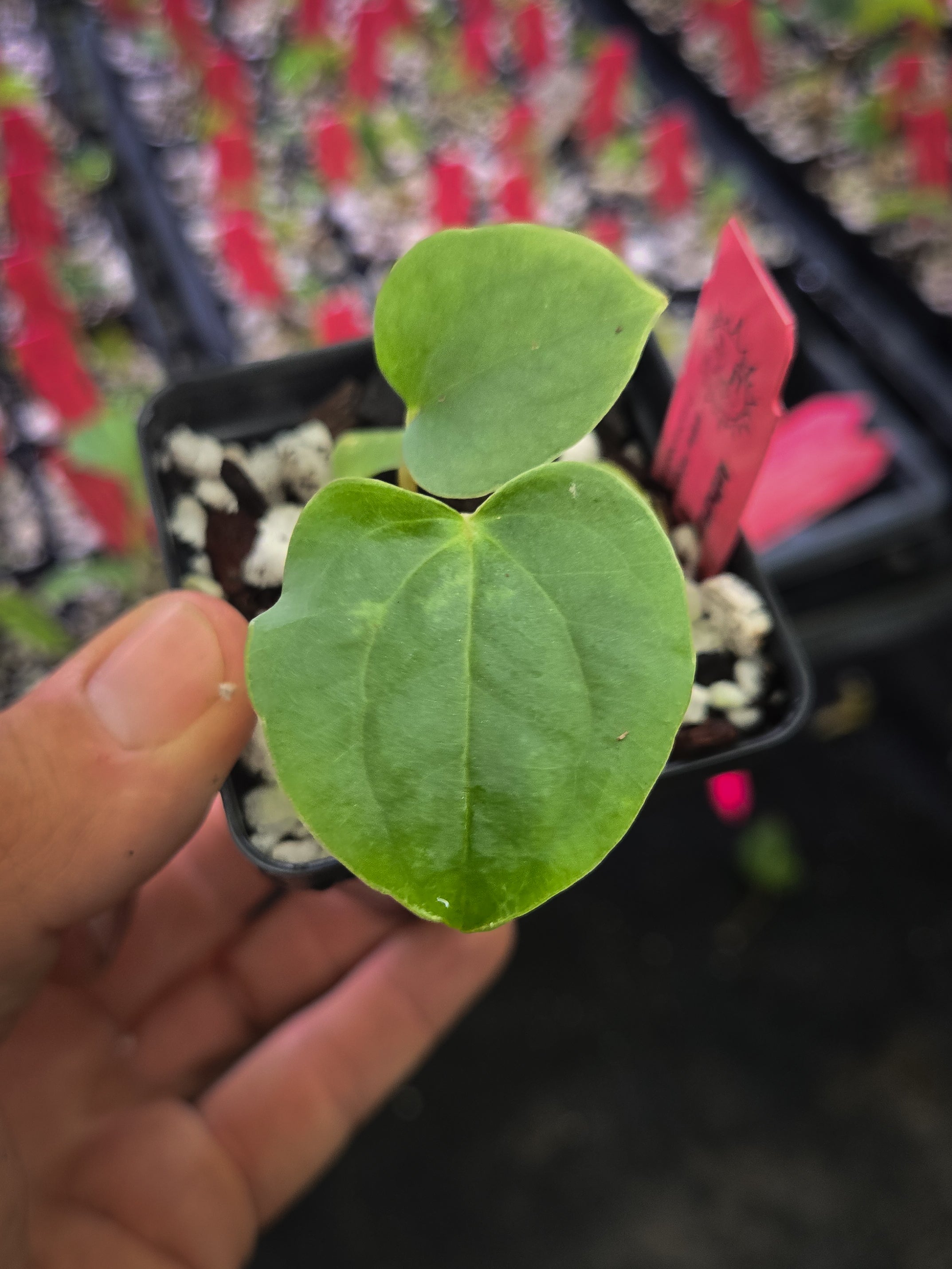 Anthurium Papillilaminum x Luxurians (A150)