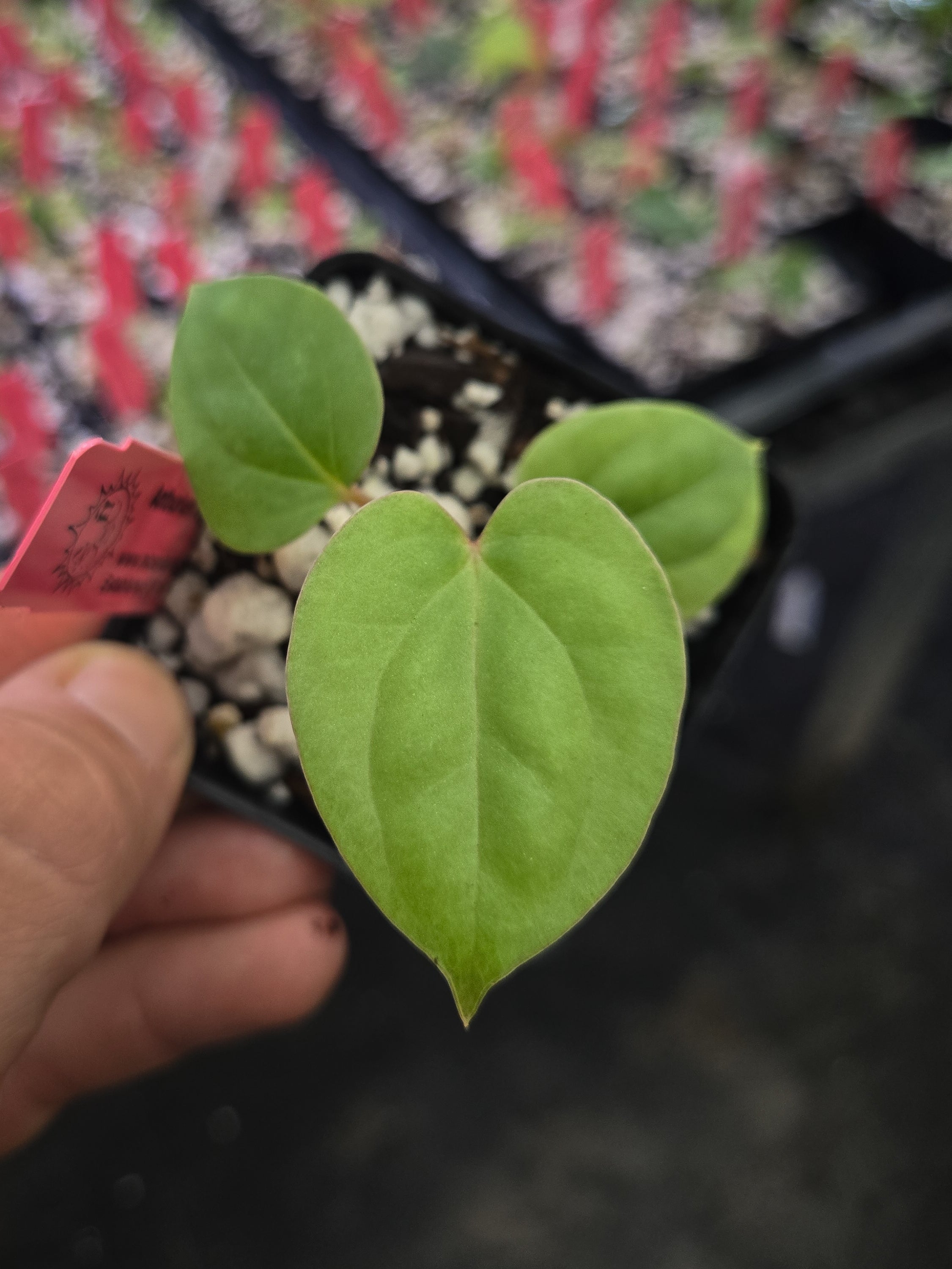 Anthurium Papillilaminum x Luxurians (A150) – Nice Plants Good Pots