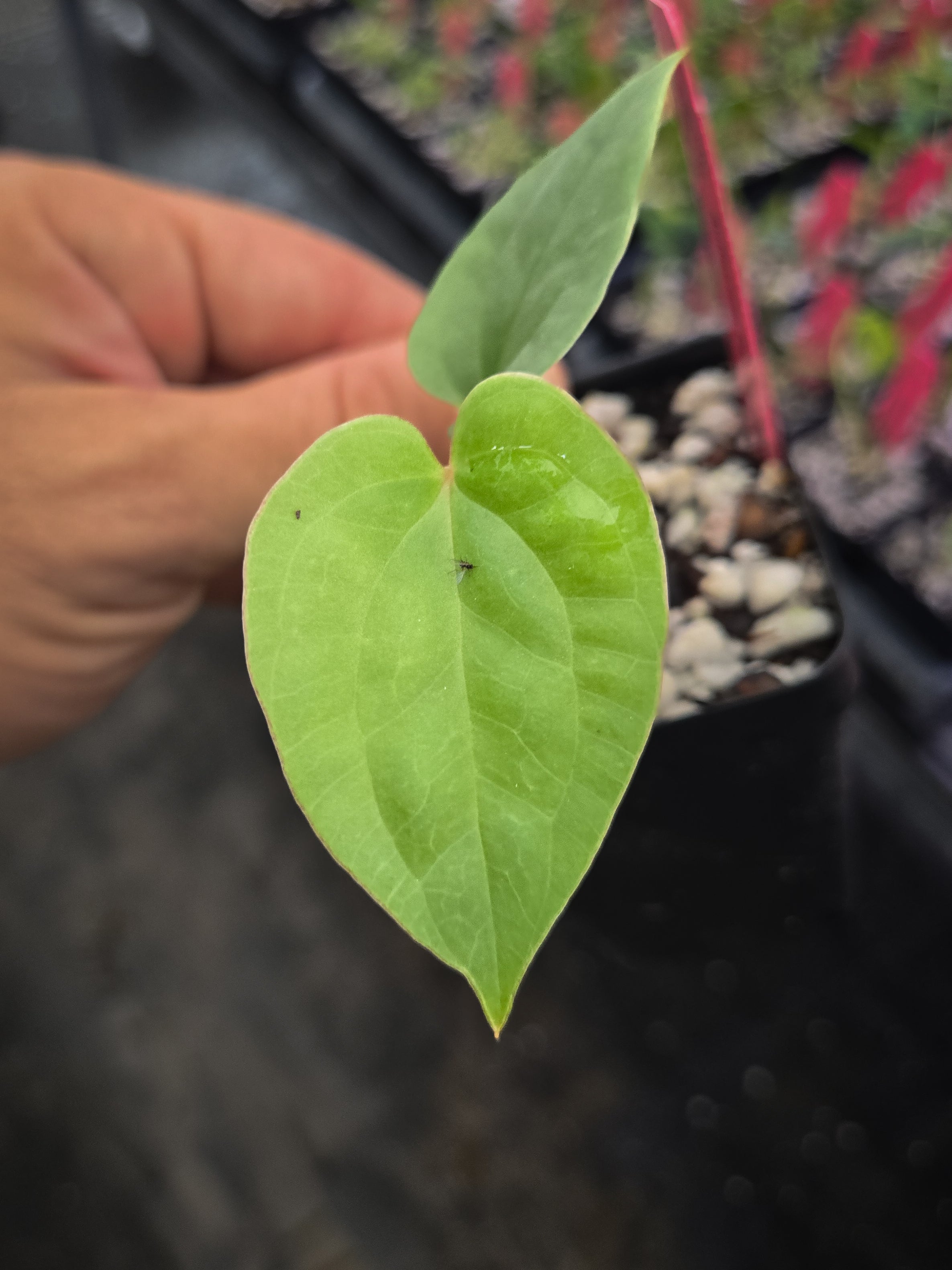Anthurium Papillilaminum x Luxurians (A150)