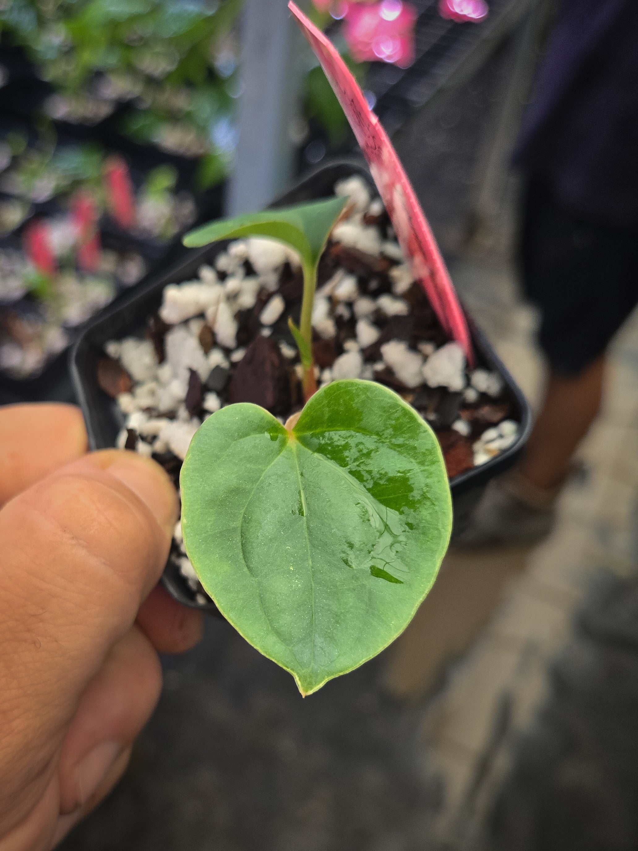 Anthurium Papillilaminum x Luxurians (A150)