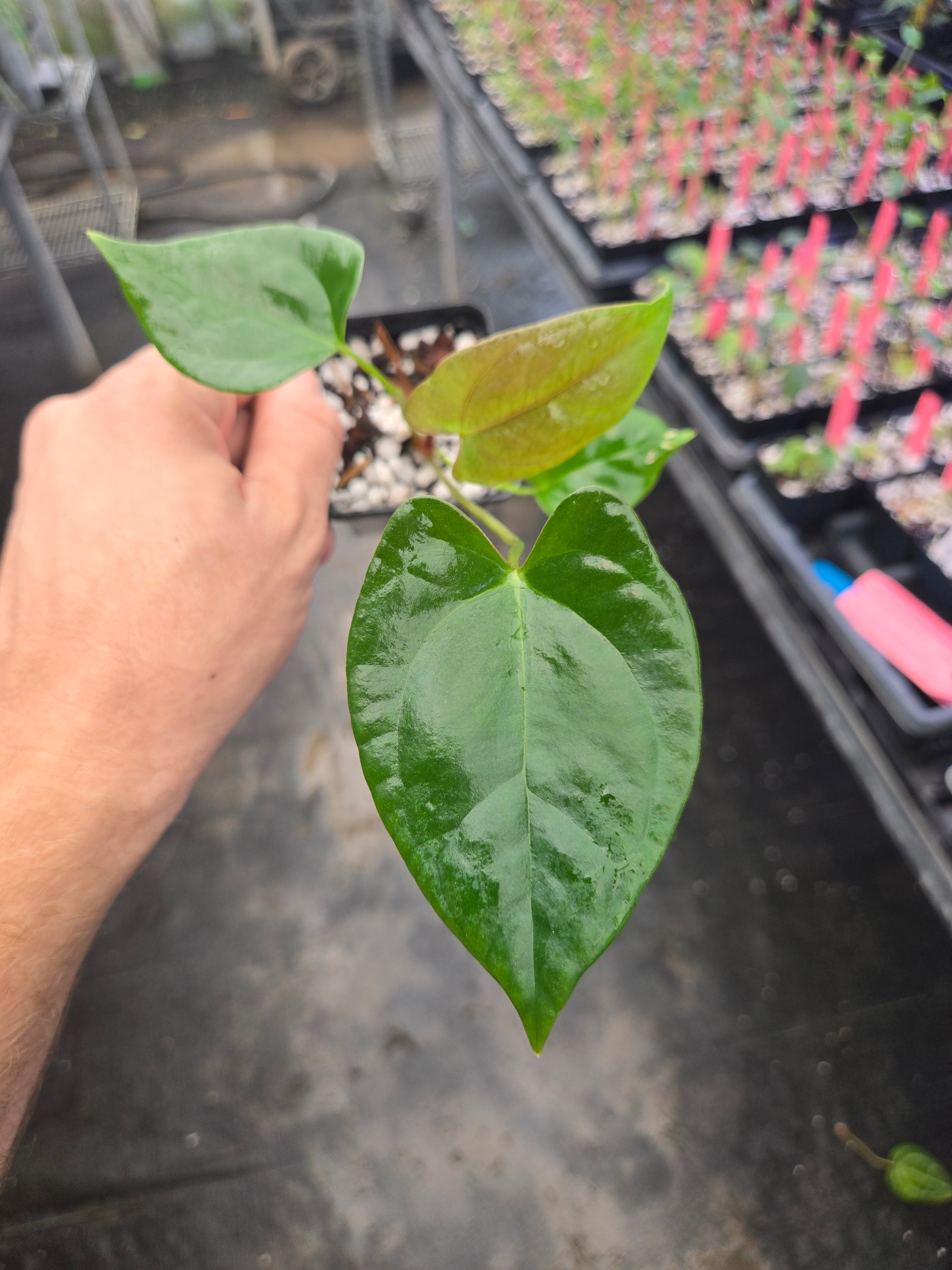 Anthurium 'Megalodon' x open  (A151)