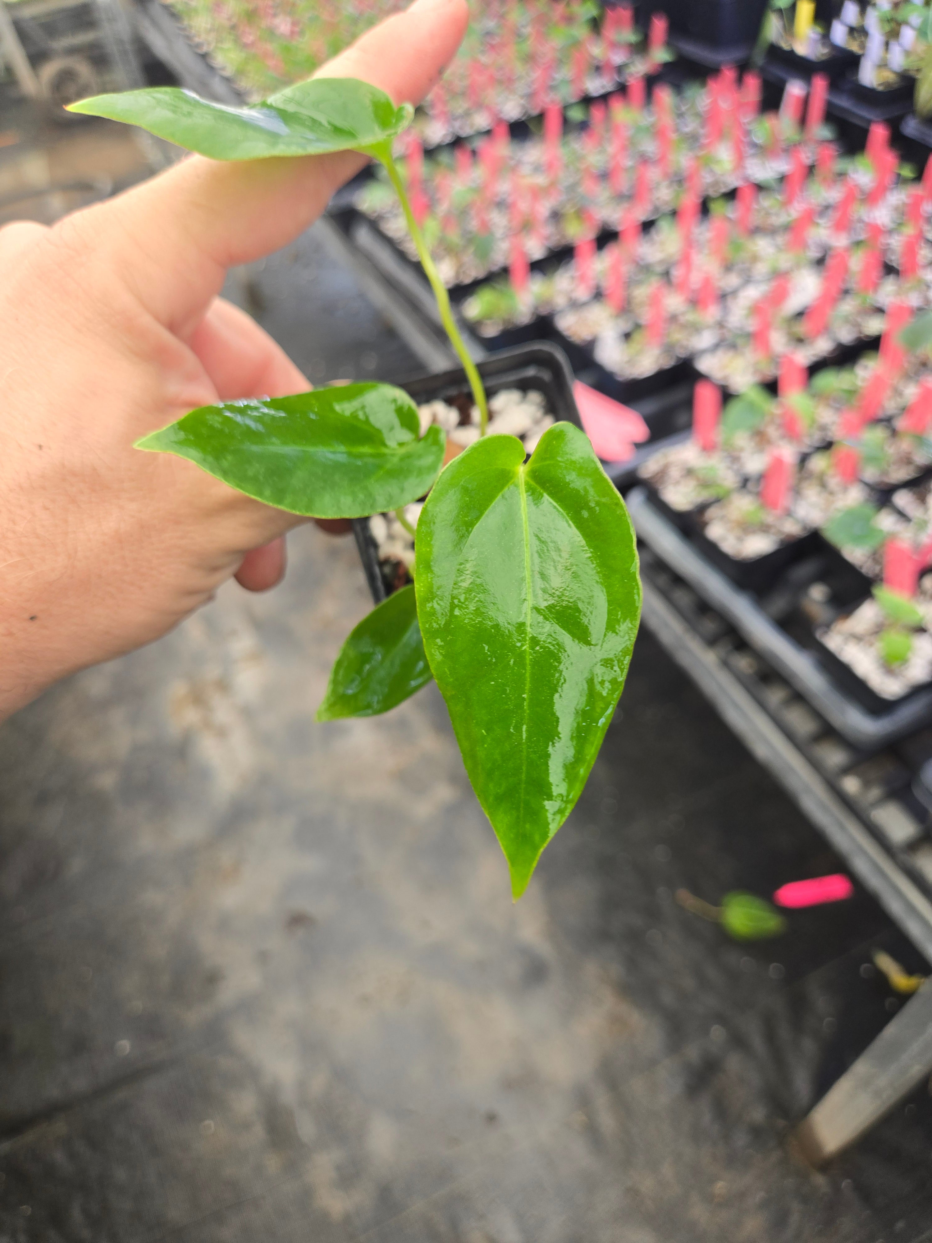 Anthurium 'Megalodon' x open  (A151)