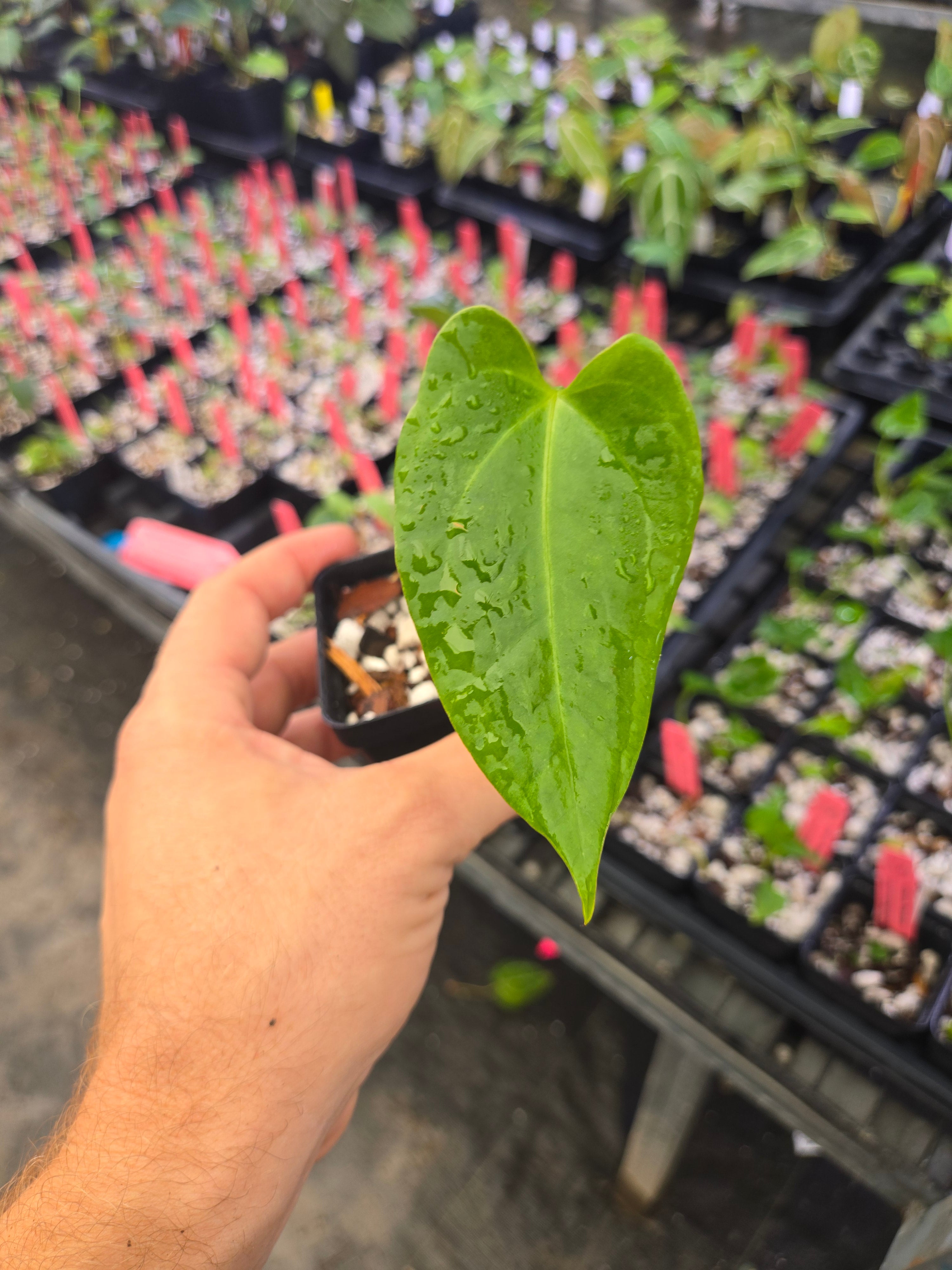 Anthurium 'Megalodon' x open  (A151)